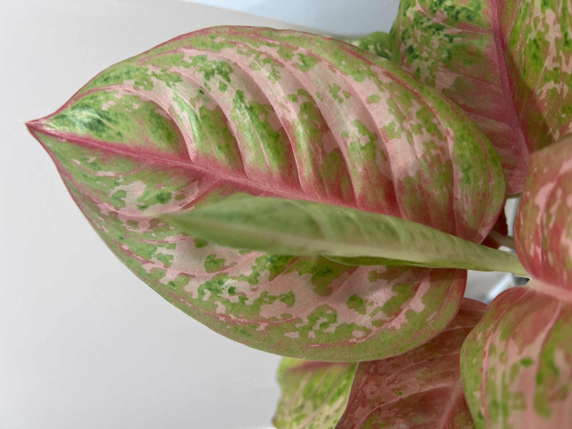 A close-up shows a vibrant Aglaonema plant, specifically focusing on its large, variegated leaves. The leaves exhibit a unique pattern, blending shades of pink and green in a speckled, mottled fashion. The leaf structure reveals prominent veins, suggesting the leaf's health and maturity. The background appears to be a solid white, likely a wall or a backdrop, which isolates the plant and enhances its visual impact. The plant is positioned in a way that maximizes the visibility of its leaves, allowing the viewer to appreciate the intricate details of its coloration and texture. No people, actions, or interactions are apparent in the scene. No evidence suggests the presence of the city of Nam Natural Heritage Area Trang, Vietnam.
