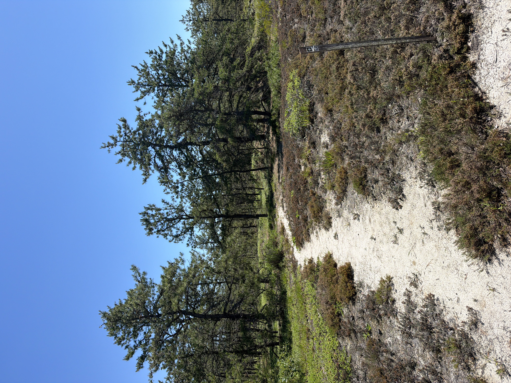 This media file depicts a natural outdoor scene, likely a trail or pathway through a wooded area. The dominant subjects are evergreen trees with dense foliage and a sandy path winding through them. The path is bordered by low-lying vegetation, including shrubs and grasses, with some dry, brown elements interspersed with vibrant green. A wooden post with a small, white marker is visible on the right side of the path, near the top of the image, possibly indicating a trail marker or information sign.
The scene suggests a clear, sunny day with a bright blue sky. The lighting indicates it's likely daytime, possibly late morning or afternoon, given the distinct shadows cast by the trees and vegetation. The environment appears to be arid or semi-arid, with the sandy soil and the type of vegetation present.
There is no explicit activity or event taking place; the image captures a static landscape. The setting appears to be a recreational area, park, or natural preserve, given the presence of a marked trail. The overall mood is peaceful and serene, inviting exploration.
Visible text is limited to the small marker on the wooden post. While the details on the marker are not clearly legible, its presence suggests a managed area for visitors. The location context provided is the Town of Southampton, USA, which could hint at a coastal or sandy environment, consistent with the visual elements in the image.