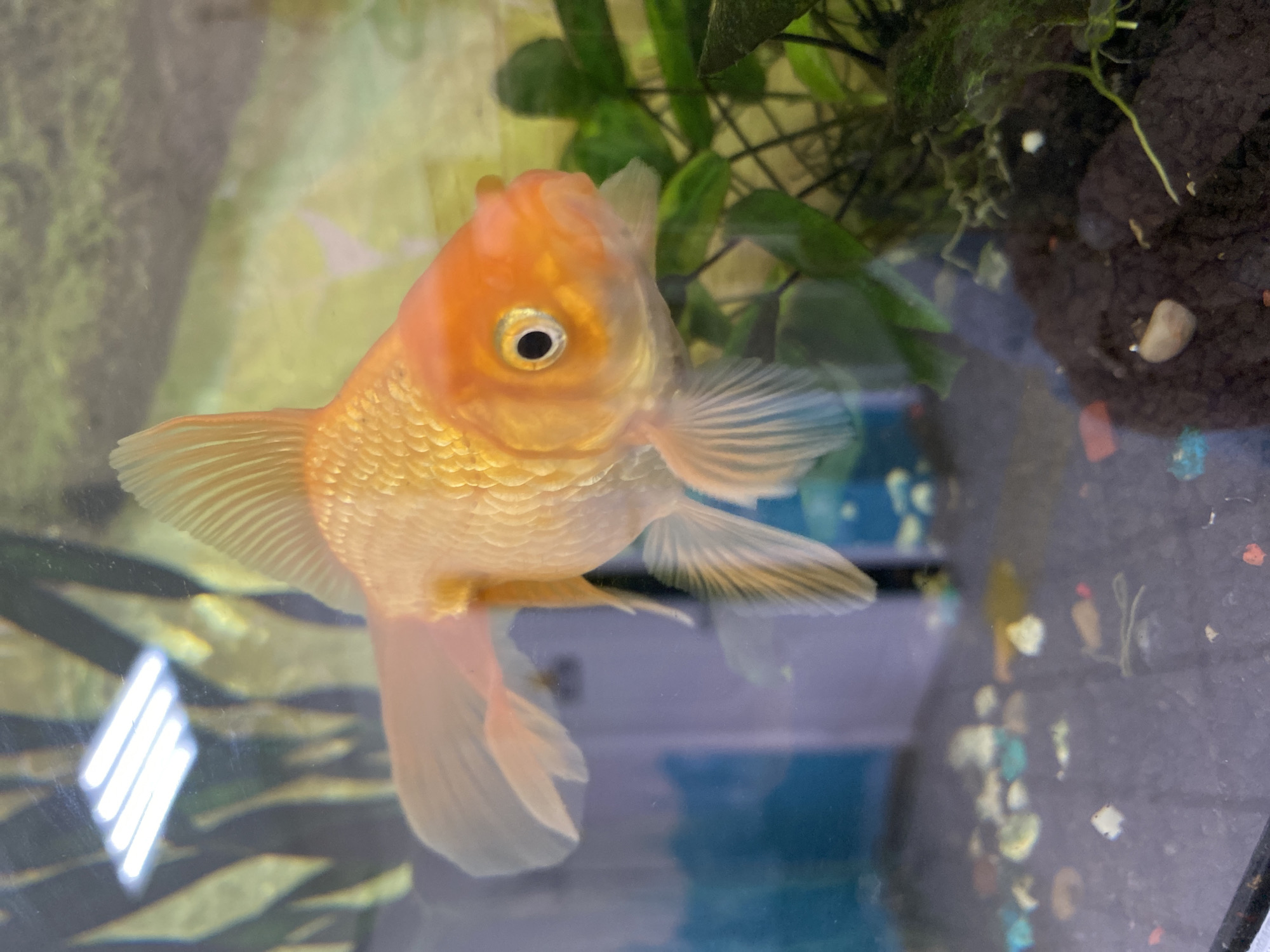 An orange goldfish is centered in the frame, facing the camera. It has large, translucent fins and a rounded body covered in scales. The fish is in an aquarium. In the background, there are green plants on the right side, soil and gravel. The bottom of the tank is covered in assorted colorful gravel. The location of the image being in Chaikovsky, Russia cannot be determined from the image.