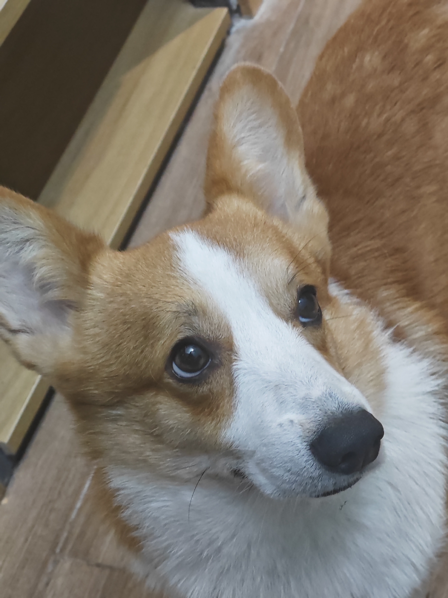 The image shows a close-up of a Pembroke Welsh Corgi dog lying on a wooden floor. The dog has typical markings of the breed, with reddish-brown fur and white on its chest, face, and snout. Its ears are erect, and its dark eyes are looking slightly upwards. The background is out of focus, but appears to be a wooden surface, possibly furniture. There is no indication of the location being in Đà Nẵng, Vietnam.