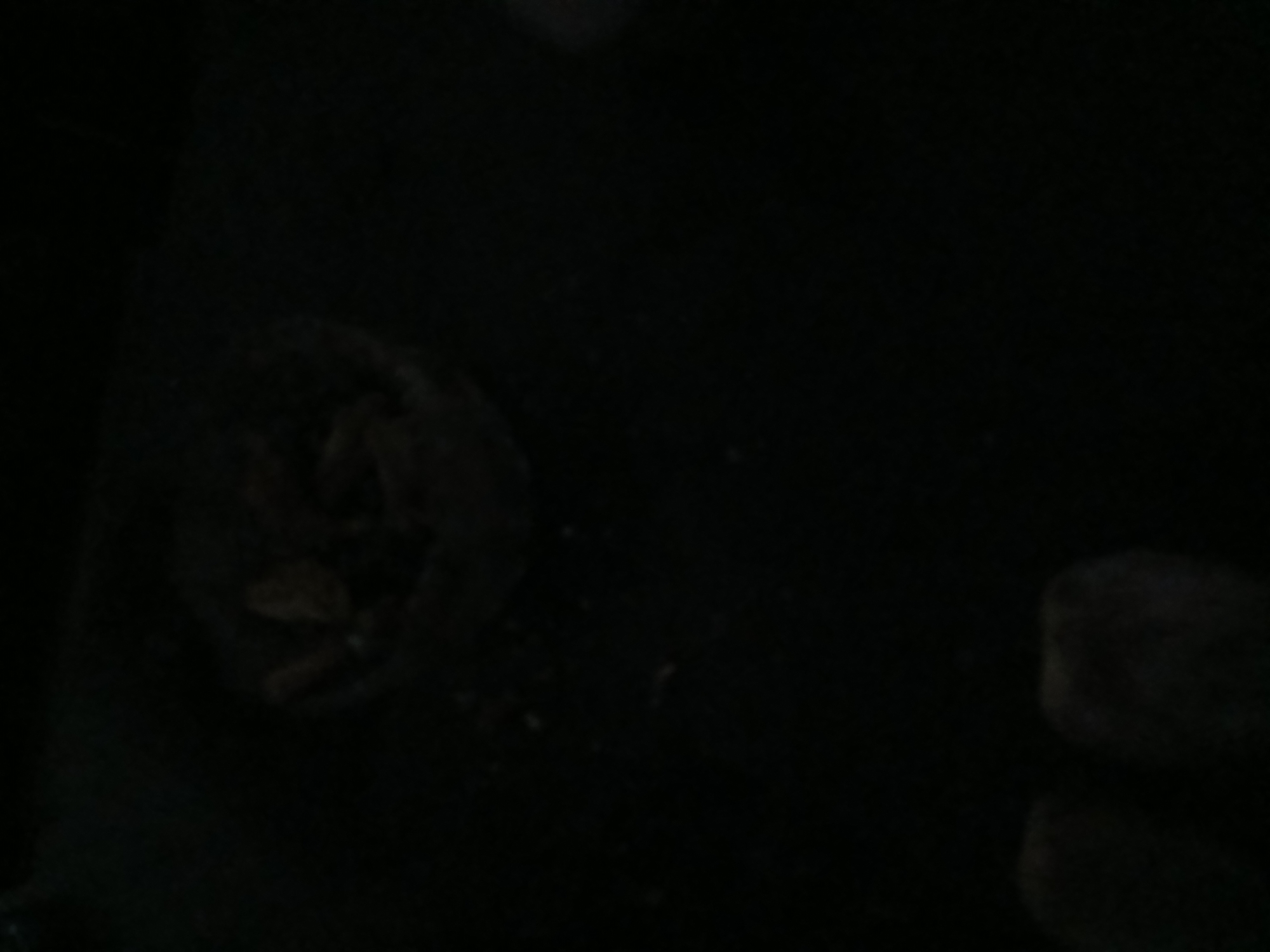 The image, taken in Kademangan Kulon, Indonesia, is extremely dark, making detailed observation difficult. In the upper center, a dimly lit, circular object, possibly a bowl or container, is visible. It appears to hold several small, dark items that could be food. Scattered debris is faintly discernible around this object. The lower portion of the image shows two blurry, dark masses, potentially representing feet or the lower parts of objects. The overall environment is indistinct and appears to be indoors, given the lack of natural light.