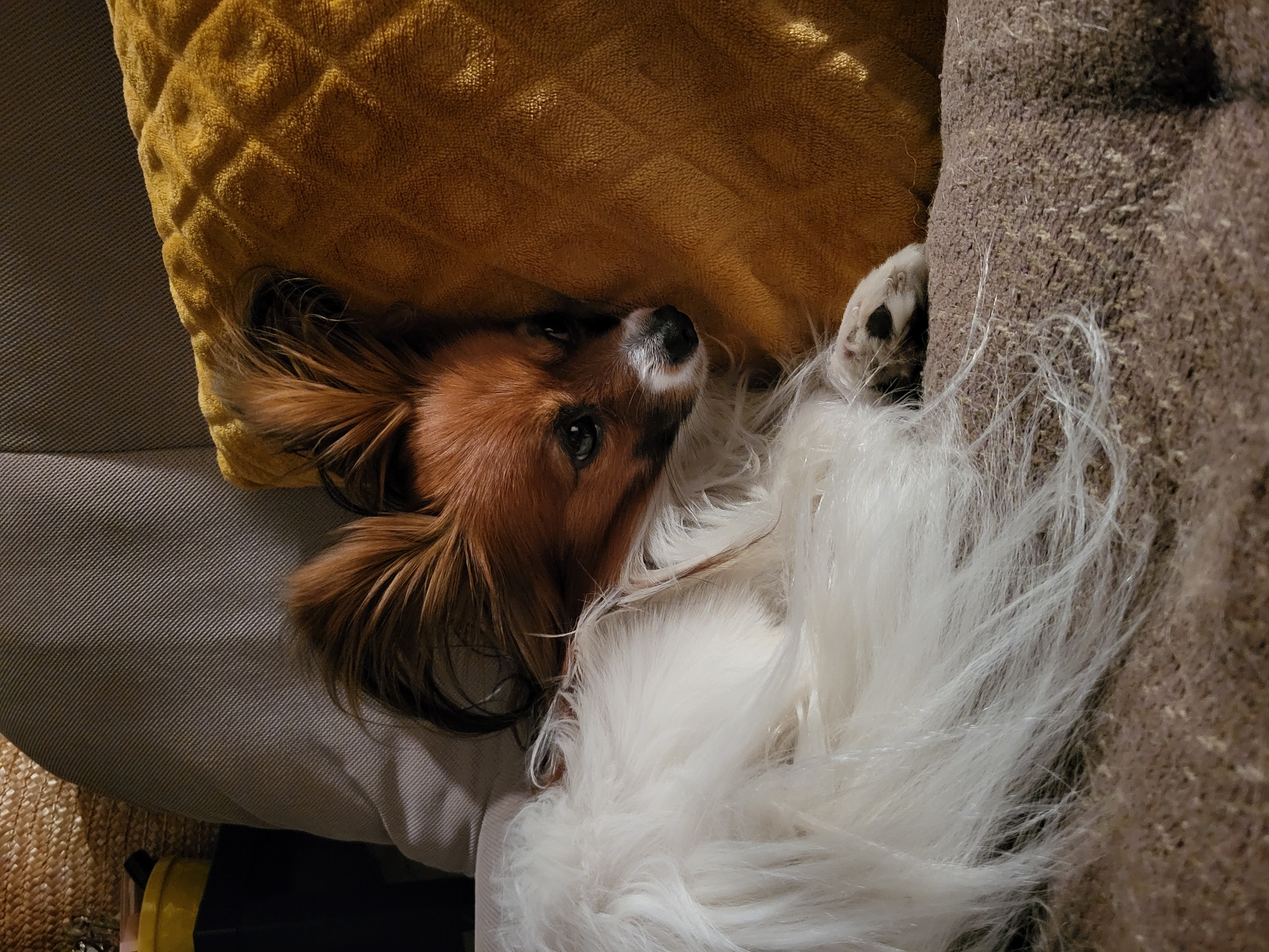 A Papillon dog is lying on its back on a sofa. The dog's head rests against a yellow cushion. The dog's body and legs are sprawled out on the sofa. The sofa is brown and gray. There is no information in the image to suggest this scene occurred in Budva, Montenegro.
