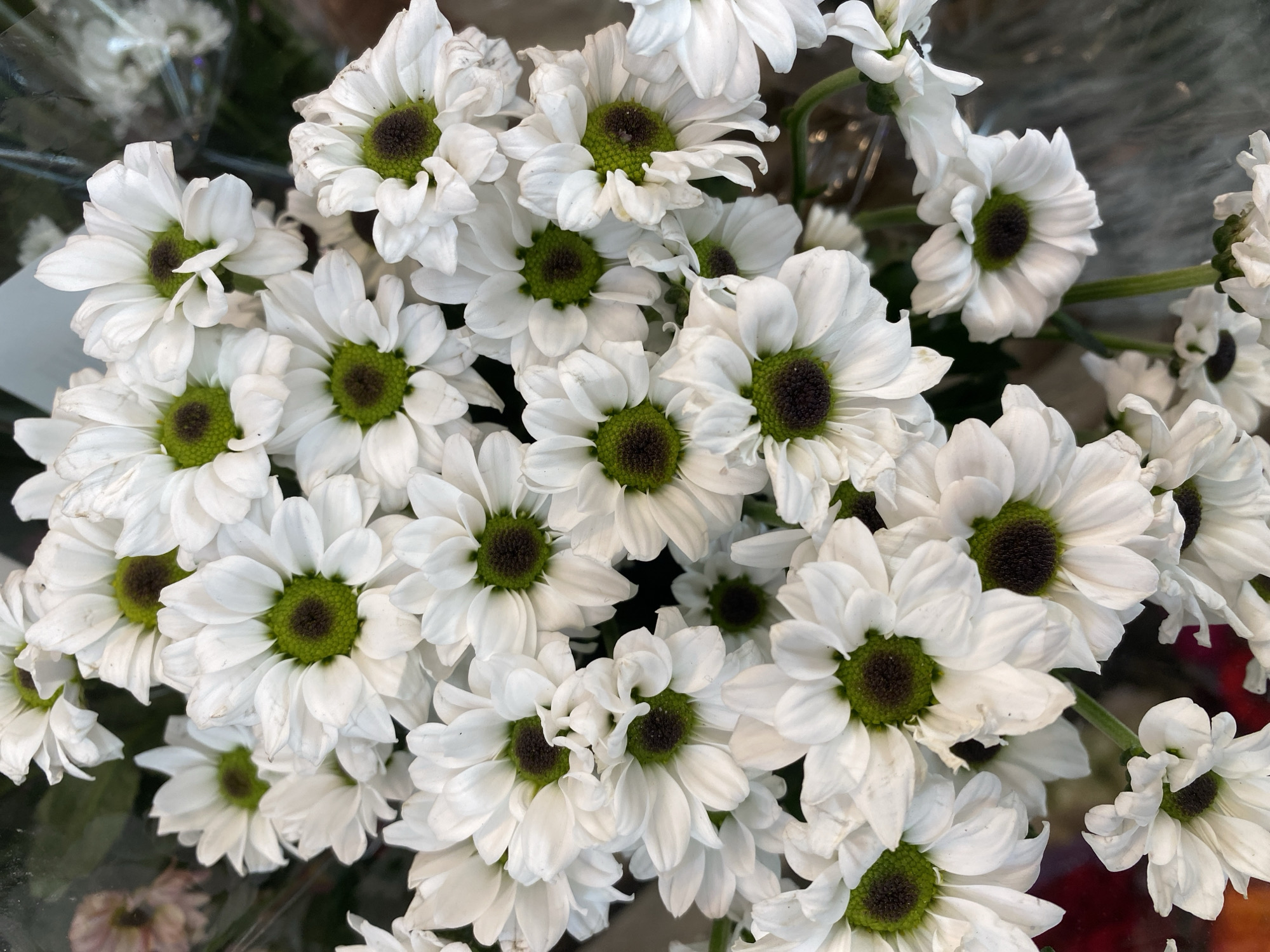 A close-up, overhead shot displays a bouquet of white chrysanthemums. The flowers have bright green centers and delicate white petals. The background is blurred, but hints of dark foliage and possibly other flowers can be seen. The lighting is soft and natural, highlighting the texture and detail of the petals. There are no people or identifiable landmarks in the image, and therefore no specific location in Herning, Denmark can be determined.