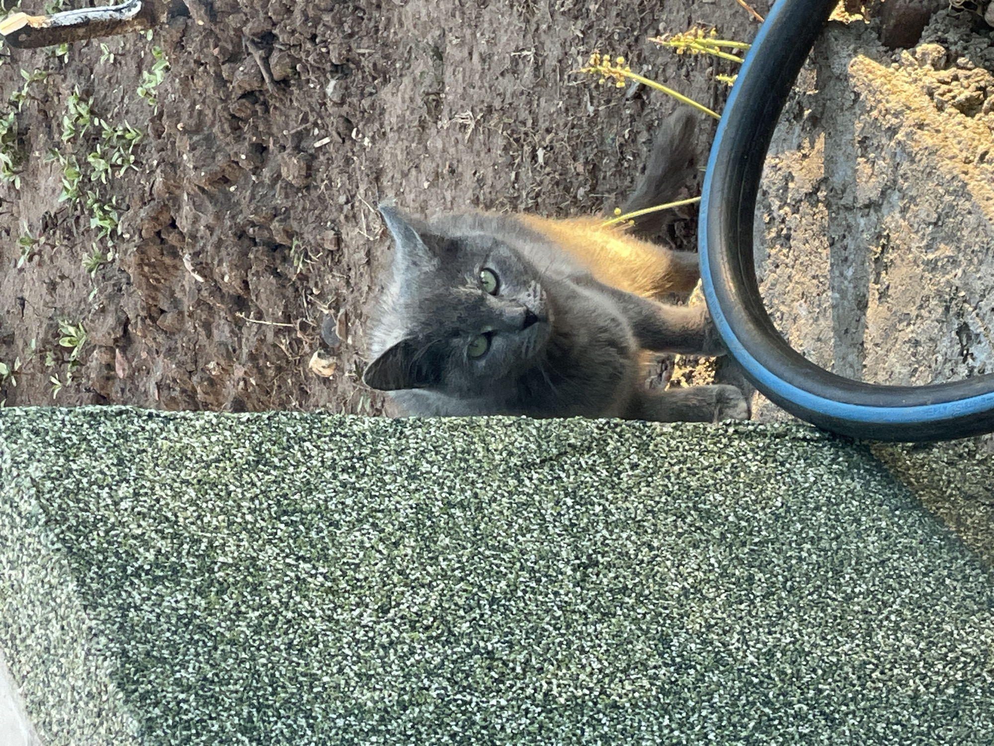 A medium shot captures a gray cat lying on a speckled green surface, potentially asphalt. The cat is positioned in the middle of the frame, with its head tilted upwards and slightly to the side, engaging the viewer with direct eye contact. The cat's coat is a soft gray, and its eyes are a striking green.
Behind the cat and to the left, there is dirt ground with some scattered vegetation. To the right, partially obscuring the cat, is a segment of a black hose or pipe with a blue stripe. The environment suggests an outdoor setting, perhaps a garden or a backyard.
The image does not contain any information related to the city of Sofia, Bulgaria.