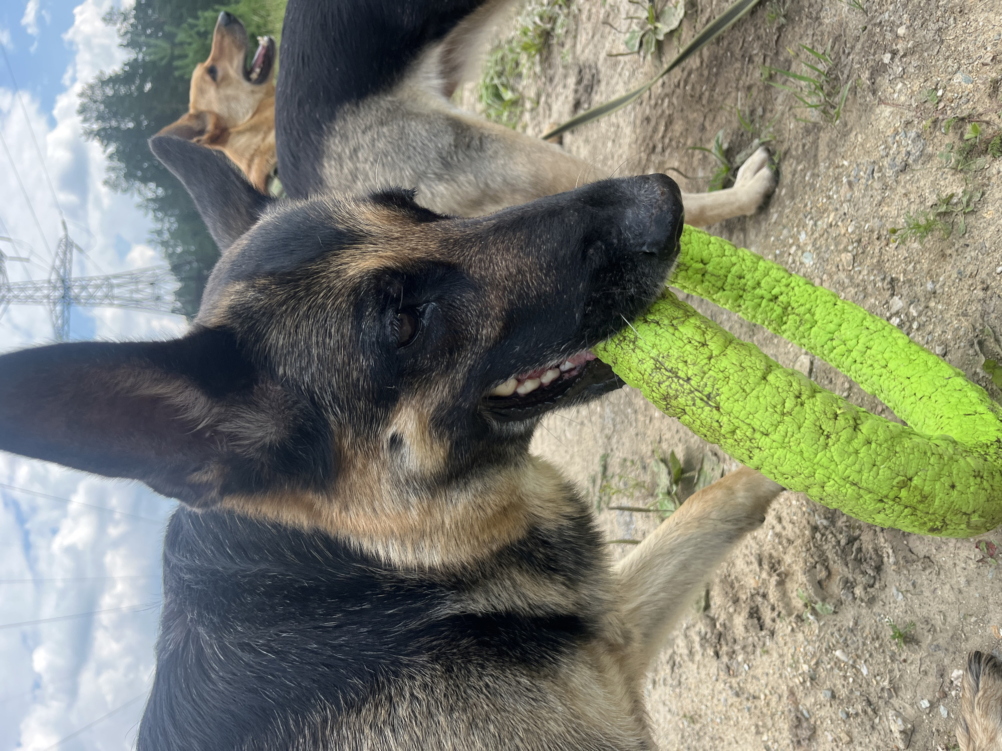A close-up, eye-level shot captures two German Shepherd dogs outdoors on a dirt ground. The dog in the foreground, with a black and tan coat, is holding a bright green, textured cylindrical toy in its mouth. Its teeth are visible, gripping the toy. The dog's head is turned slightly to the right, with its eye visible. Behind it, another German Shepherd, predominantly tan with a black saddle marking, is partially visible, facing to the right with its mouth open. In the background, a large metal power transmission tower stands against a cloudy sky, with a line of trees beyond it. The ground is sandy and uneven, with sparse patches of dry grass. The overall scene appears to be a park or open area, possibly on the outskirts of the city of Nizhny Tagil, Russia.