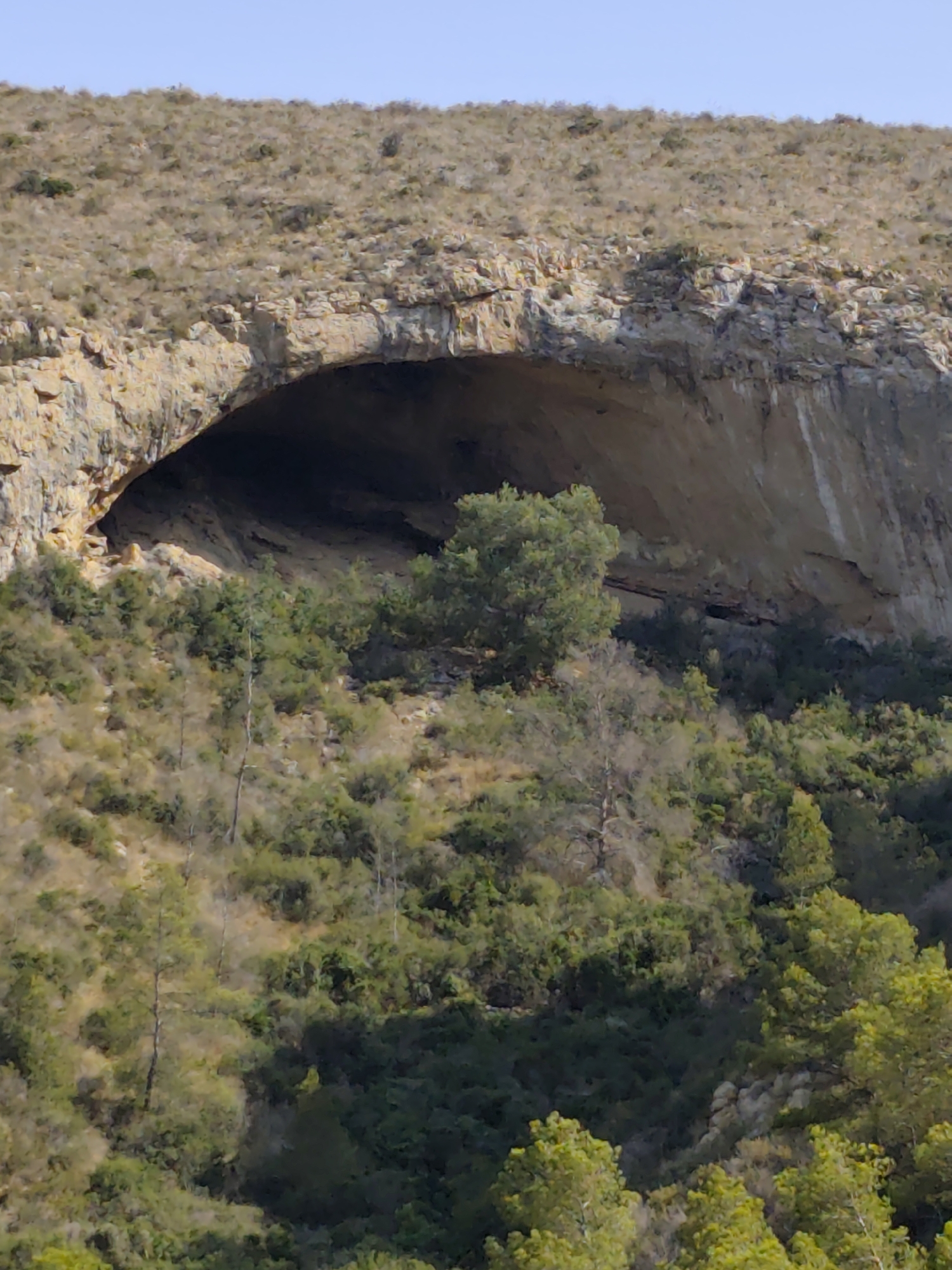 The image displays a natural landscape in l'Alfàs del Pi, Spain, featuring a large cave entrance carved into a rocky hillside. The cave opening is broad and arched, with textured, light-colored rock surrounding it. The hillside above the cave is covered in dry, yellowish-brown vegetation, indicative of a Mediterranean climate. Below the cave, the terrain is sloped and densely vegetated with various shades of green trees and shrubs, some appearing more mature and taller than others. The sky above is a clear, pale blue. The scene is devoid of any human presence or artificial structures, focusing entirely on the natural geological formation and its surrounding flora.