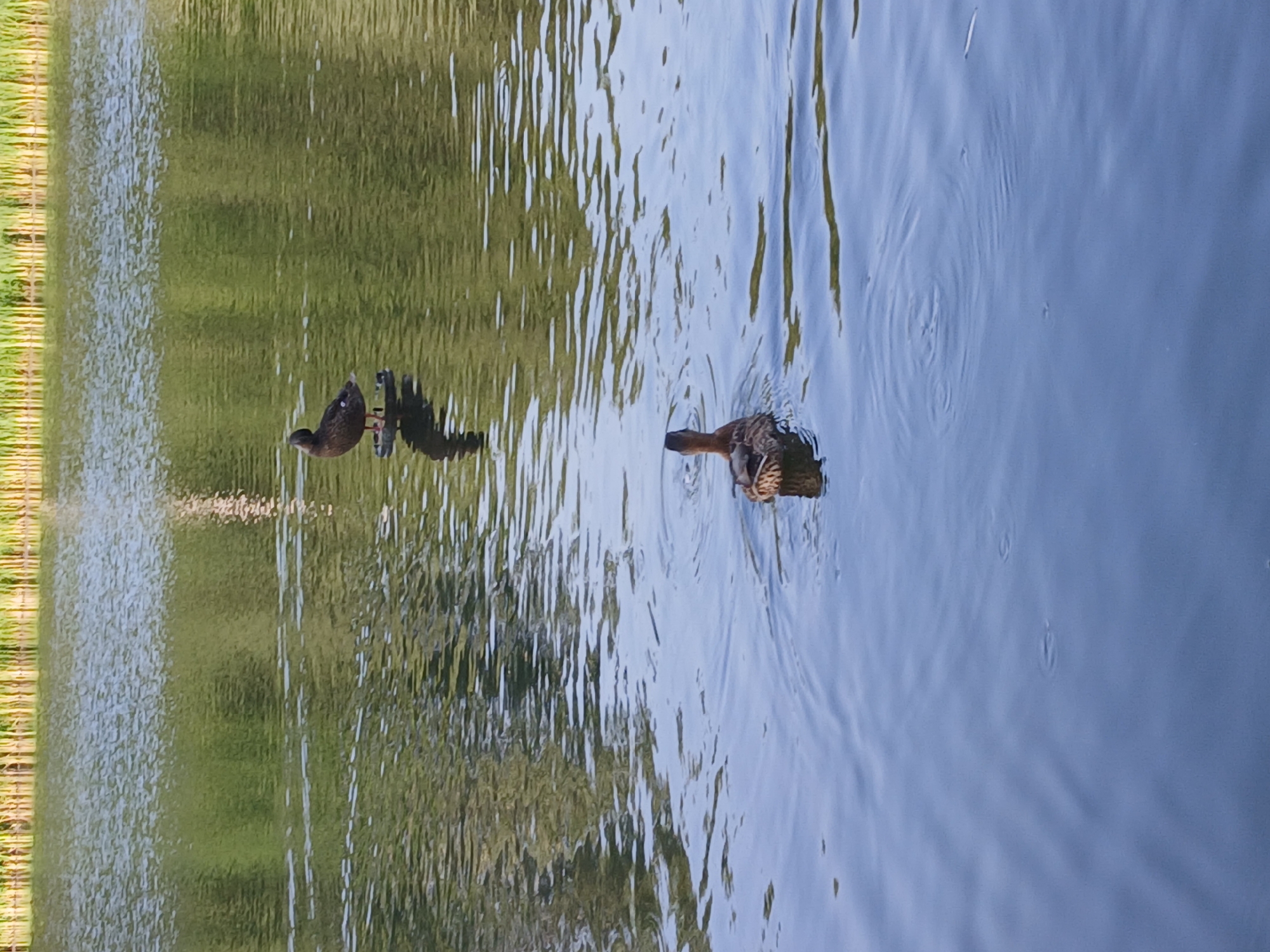 The image depicts a tranquil body of water, likely a pond or lake, with two ducks present. In the foreground, a single duck swims away from the viewer, its head turned to the side. In the background, another duck stands on what appears to be a floating platform or a natural feature in the water, facing away from the camera. The water's surface is rippled, reflecting the green foliage and reeds lining the distant bank. The overall scene is natural and peaceful, suggesting a park or a nature reserve. The image is not specific to Cherkessk, Russia, and lacks any identifiable landmarks or features that would place it in that specific city.