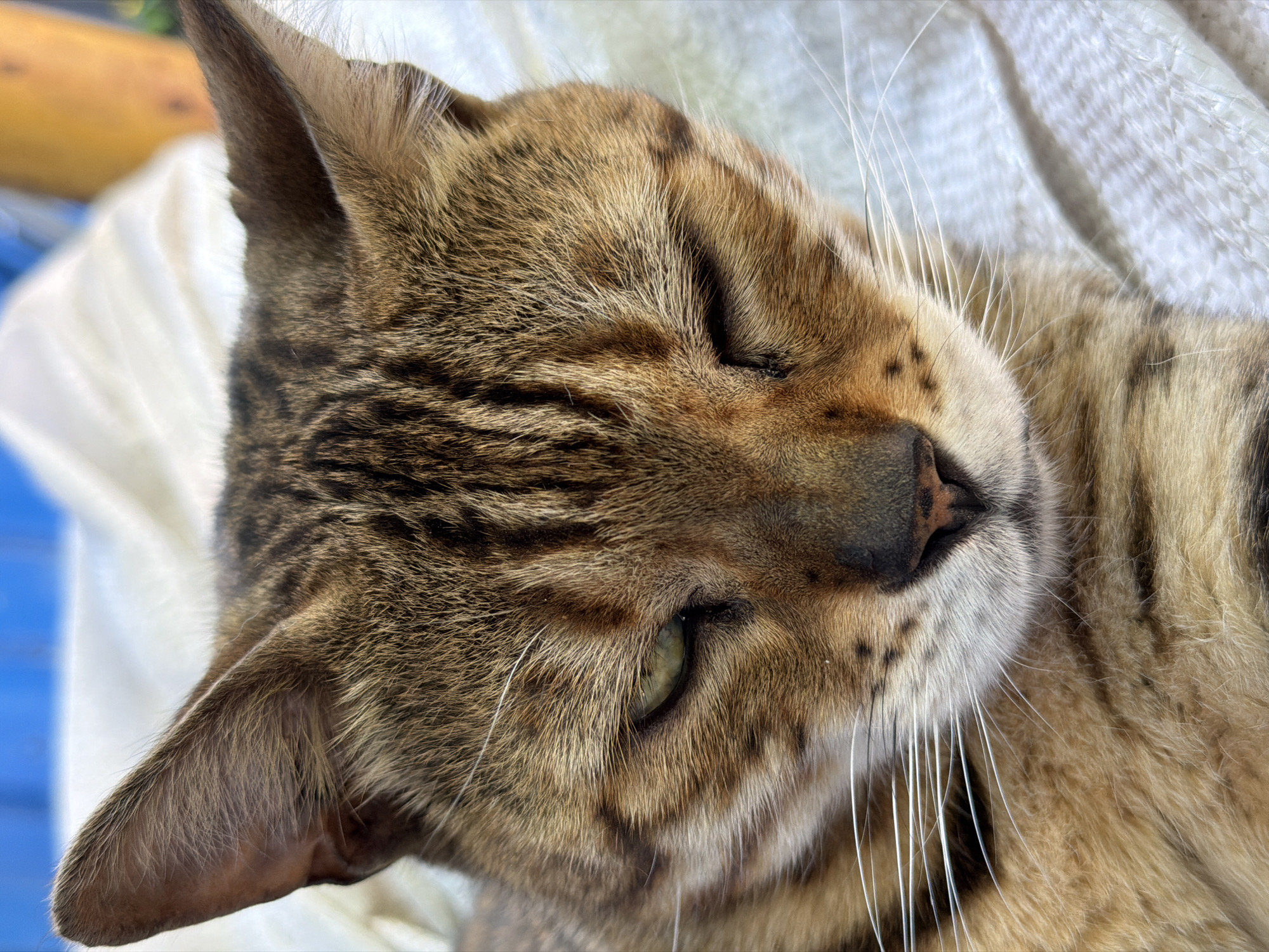 The image is a close-up, high-angle shot of a tabby cat. The cat is lying down, appearing relaxed or possibly sleeping, with its eyes partially closed. The fur is a mix of brown, black, and tan stripes, typical of a tabby pattern. Long white whiskers are prominent against the cat's face. The background is softly blurred, showing a textured white surface, possibly a blanket or towel, and hints of a blue and yellow object. The lighting suggests it is daytime, likely indoors or in a shaded outdoor area. The cat's expression is calm and peaceful. No text is visible in the image. The context provided places the image in Orenburg, Russia.