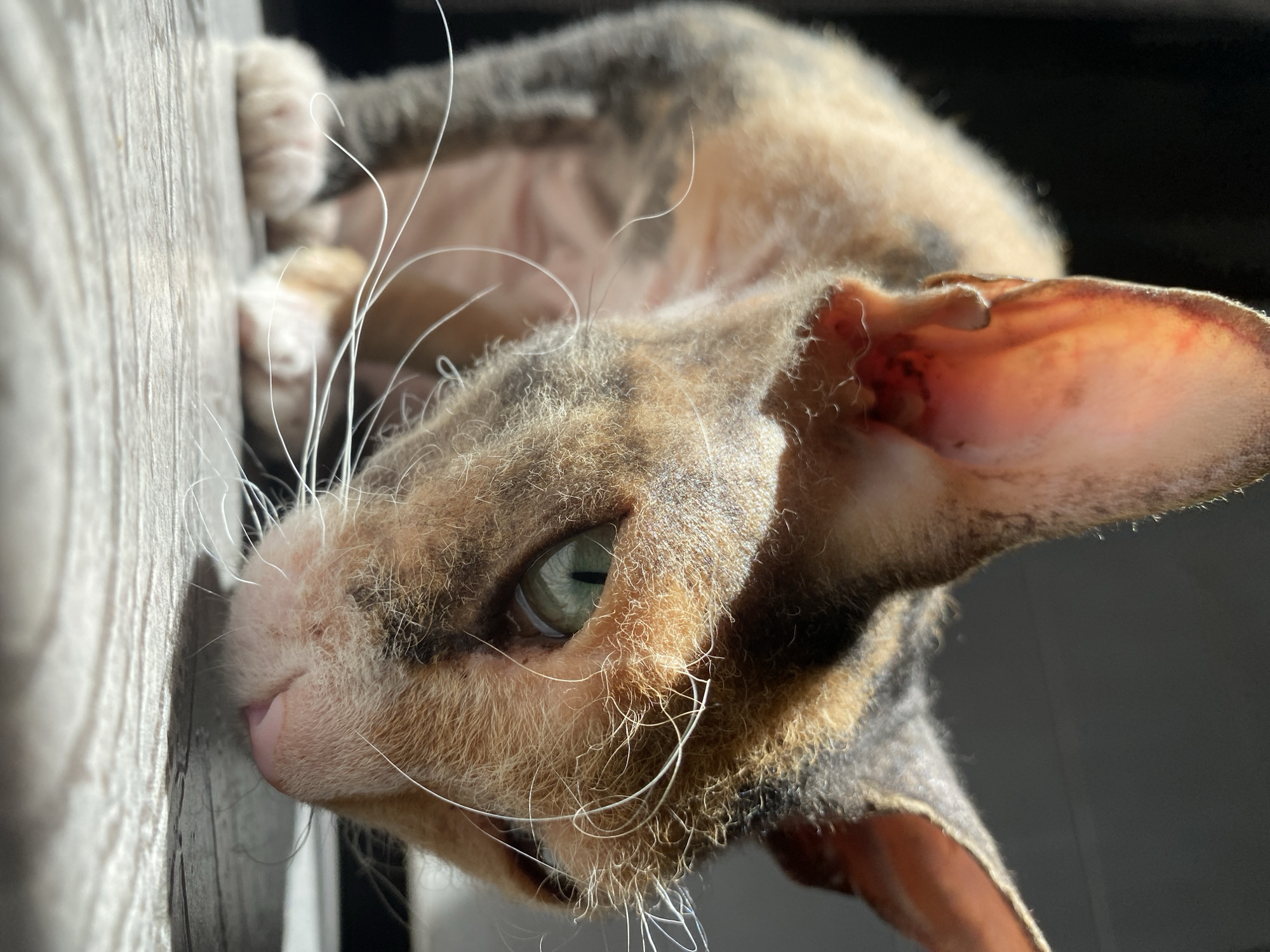 A close-up, low-angle shot captures a tortoiseshell Cornish Rex cat with distinctive large ears, a slender body, and prominent whiskers. The cat's fur is a mix of tan, brown, and black patches, with visible pink skin on its ears. Its green eyes are focused downwards, and its pink nose is close to a textured, light-colored surface, possibly a wooden floor or table. The lighting suggests the sun is shining from the left, creating strong highlights and shadows. The background is dark and out of focus. The image does not contain any elements related to the city of Tujmazy, Russia.