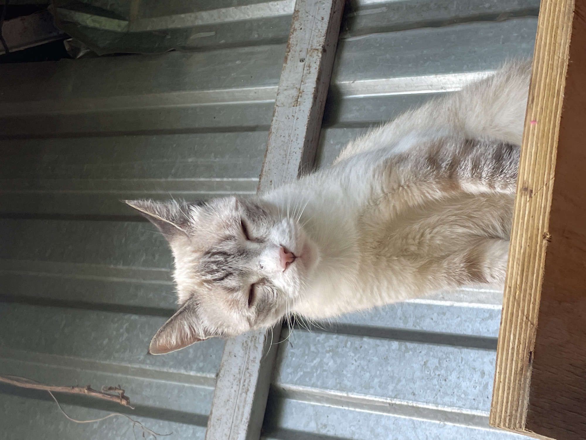 A light-colored cat with grey tabby markings and blue eyes is sitting on a wooden surface. The cat's eyes are partially closed, and its head is tilted slightly. Behind the cat is a corrugated metal wall. A thin branch hangs from the top left of the frame. The scene appears to be outdoors. The image is a medium shot, with the cat filling most of the frame. The lighting suggests it is daytime. This scene is located in Almaty, Kazakhstan.