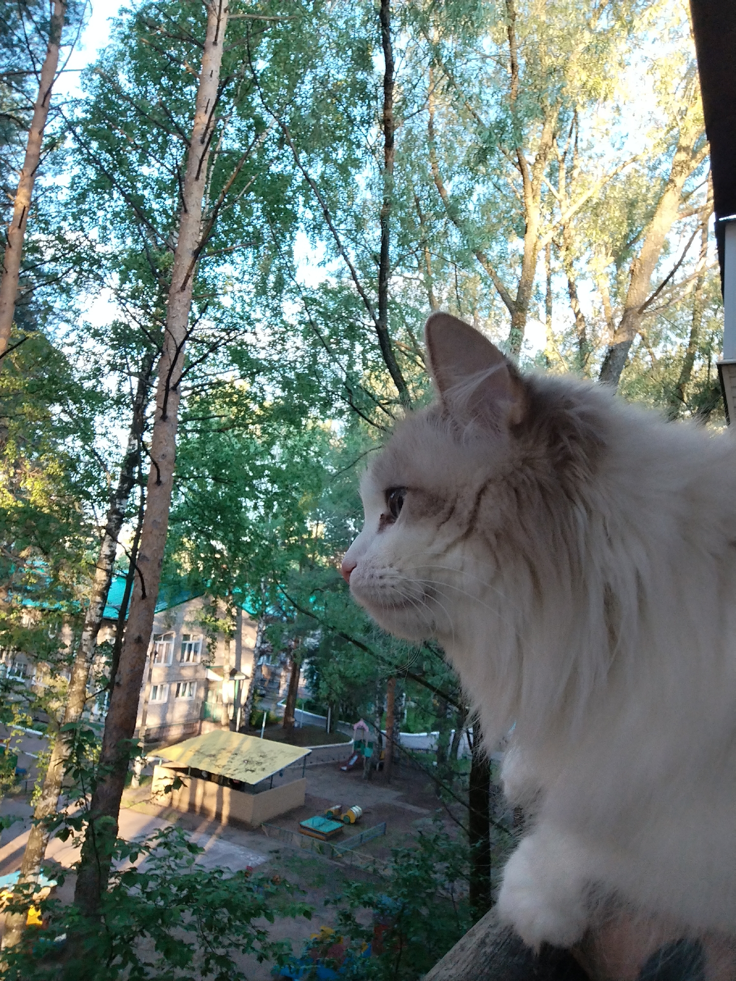 The image presents an outdoor scene observed from a raised vantage point, with a prominent, fluffy, light-colored cat as the primary subject on the right side of the frame. The cat, seen in profile, has pale fur, a pink nose, and is looking intently towards the left, appearing alert and focused.
The background is filled with numerous tall, slender trees with green foliage, suggesting a lush, natural environment within an urban setting. Through and beyond the trees, several buildings are visible in the mid-ground. One building is a multi-story structure with numerous windows and a partial turquoise-colored roofline, hinting at a residential or institutional complex. Below the buildings, a courtyard area contains a children's playground. A notable feature in the playground is a square shelter or pavilion with a distinct bright yellow roof, which casts long shadows across the ground, indicating a late afternoon or early evening time of day. Other small playground equipment, such as sandboxes and a slide, are also discernible.
The lighting is warm and natural, characteristic of the "golden hour," with sunlight illuminating parts of the tree canopies and surfaces. The sky is clear and bright where visible through the branches. No people are visible, and the playground appears empty. There is no visible text in the image.