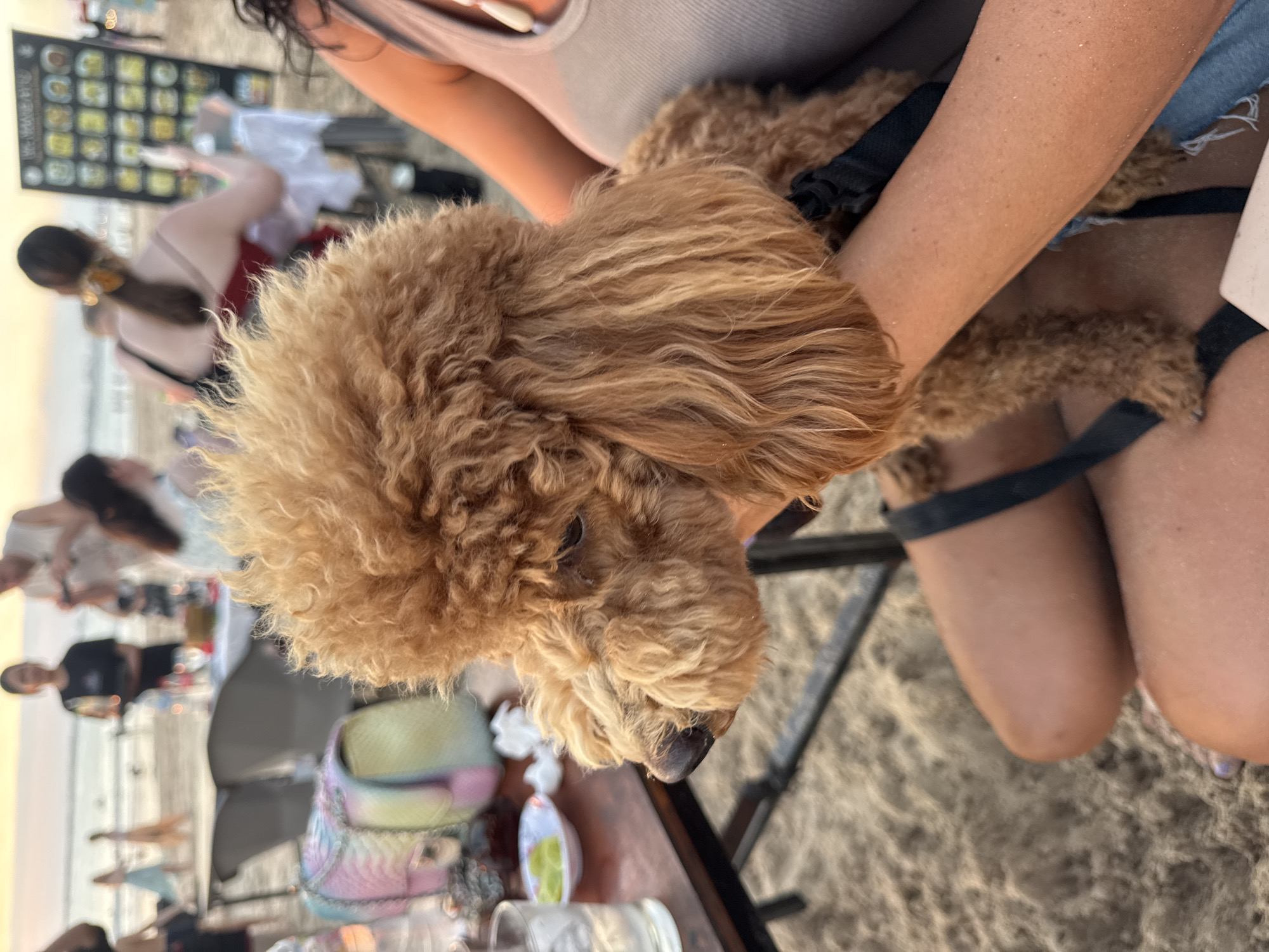 This image depicts a close-up view of a light brown poodle being held by a person on a sandy beach, likely in Kuta Selatan, Indonesia. The poodle is the primary subject, facing left with its head slightly down, its curly fur prominent. The person holding the dog has tanned skin and is wearing a grey tank top. In the background, other beachgoers are visible, some seated at tables and chairs on the sand, suggesting a restaurant or cafe setting. A table with a glass of water and a small plate with lime wedges is in the foreground to the left. Further in the background, a blackboard menu with various items is propped up. The overall scene suggests a casual, outdoor dining experience on a beach at dusk, with the soft light indicating the time of day. The environment is sandy, with a few scattered chairs and tables, and the ocean visible in the far distance.