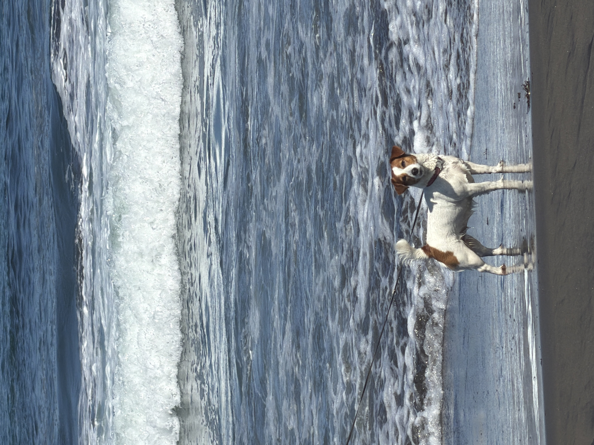 A medium shot captures a Jack Russell Terrier standing on a dark, wet sand beach. The dog is white with brown markings on its head and back, and is wearing a red collar. The dog is facing the camera, with its body angled slightly to the left. A black leash is visible, extending from the dog's collar and out of frame to the left. The dog's reflection is visible in the wet sand. Behind the dog, waves from the ocean are breaking, creating white foam. The water is a deep blue. The scene appears to be a coastal area in Yuzhno-Kurilsk, Russia, likely during daylight hours.