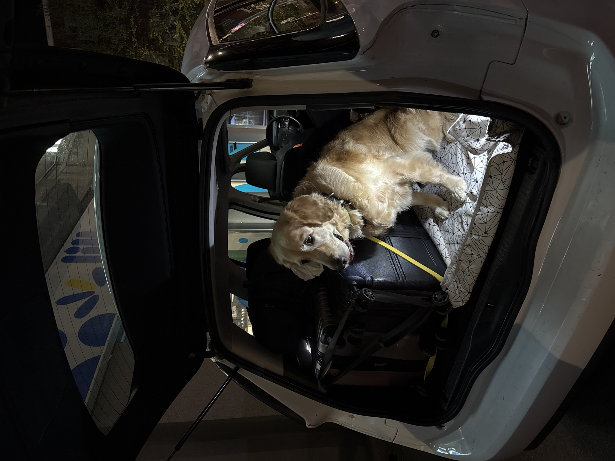 The image shows a golden retriever dog lying in the open hatchback of a white vehicle. The dog is resting on top of black luggage and a black and white patterned cloth is partially covering the luggage. The hatchback door is open, revealing a partial view of the interior of the car, which includes the steering wheel. Through the open door, a blue and yellow patterned surface is visible, possibly reflecting in a window. The vehicle is presumably located in Belgrade, Serbia, though there is no specific evidence to confirm this in the image. The lighting suggests that the photo was taken in the evening or at night.