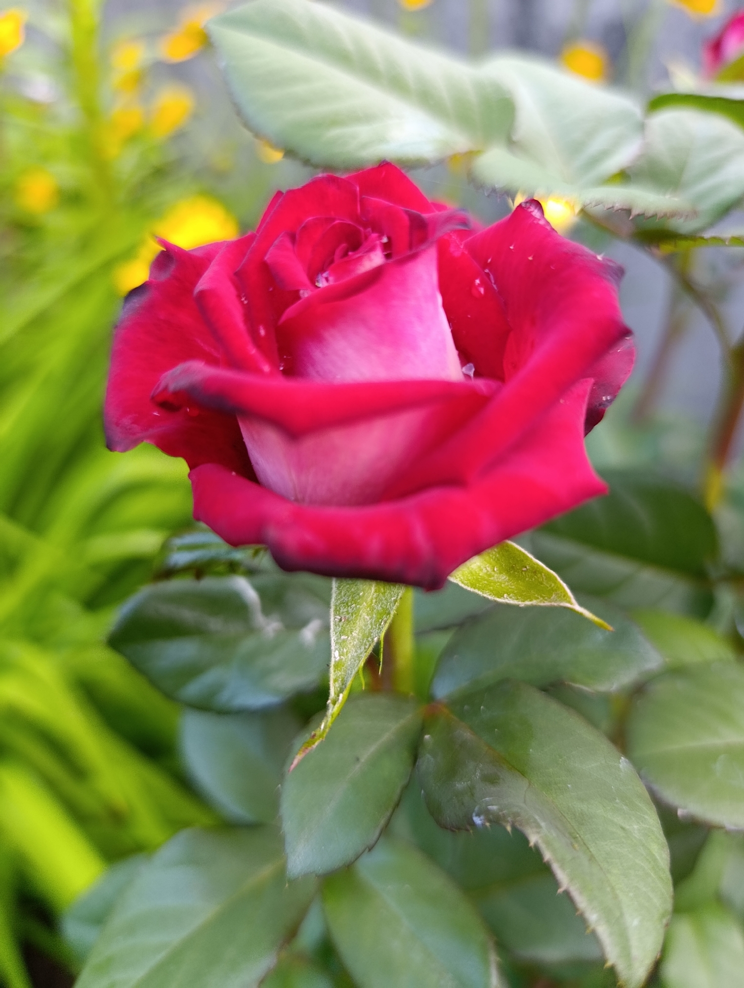 A close-up, low-angle shot captures a deep pink rose in full bloom, set against a blurred background of green foliage and yellow flowers. The rose's petals exhibit a gradient of color, transitioning from a dark, velvety pink at the edges to a lighter, almost white pink in the center. Small water droplets glisten on the surface of the petals, suggesting recent rain or dew. The rose is positioned slightly to the left of the frame, with its stem and leaves forming the lower part of the image. The leaves are a deep green, with serrated edges and visible veins. The overall impression is one of natural beauty and delicate detail. The scene is likely located in Bratske, Ukraine, within a garden or park setting.