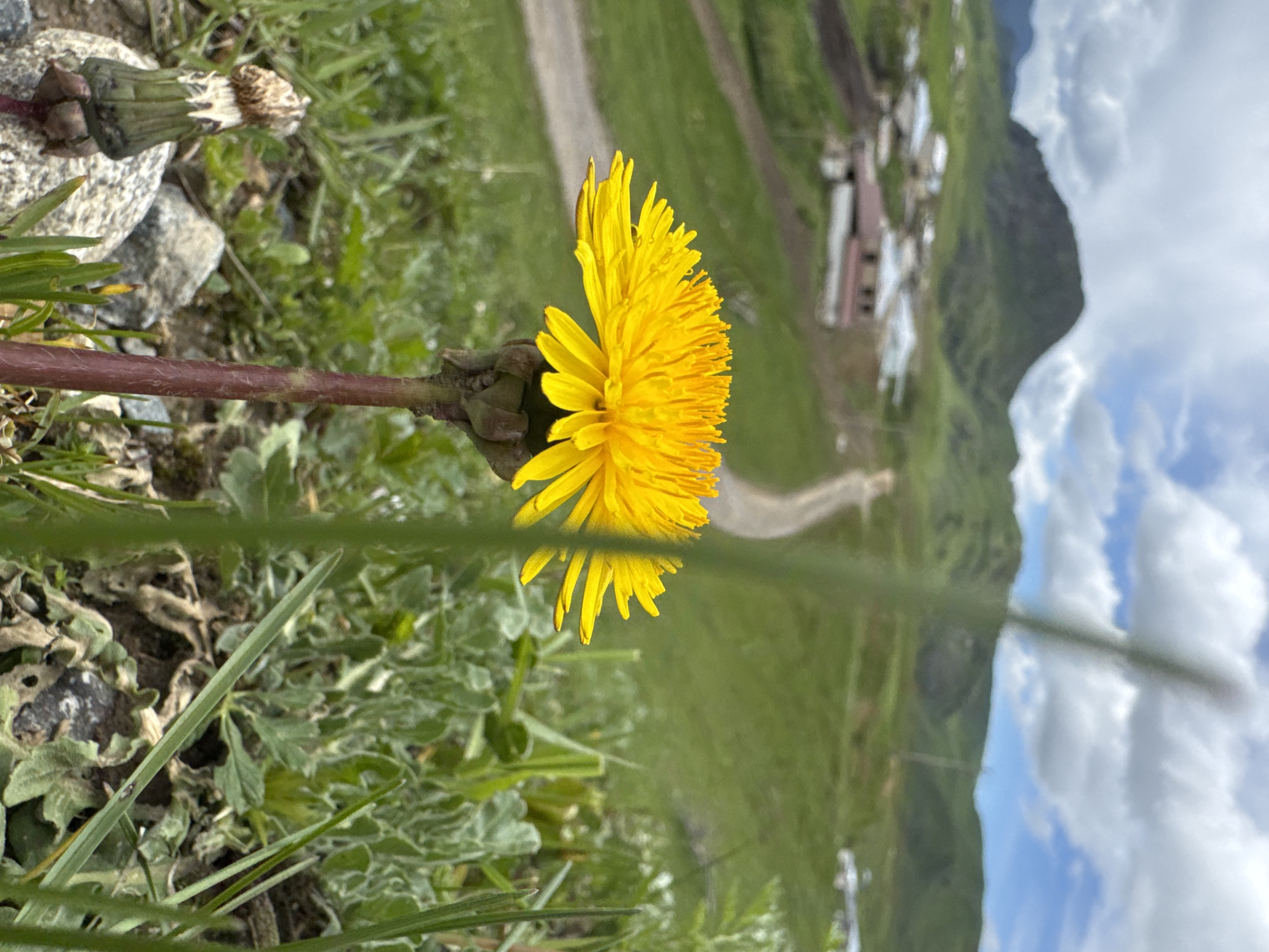 The image depicts a dandelion in the foreground, with a rural landscape in the background. The dandelion is in full bloom, displaying its bright yellow petals. Its stem and bulbous base are also visible. To the left of the dandelion, there are some rocks and other plants. The background features a dirt road winding through a grassy field. There are a few houses visible in the distance, clustered together as a small village. Beyond the village, mountains rise towards the sky, which is filled with fluffy white clouds. The location is Верхняя Мара, Russia.