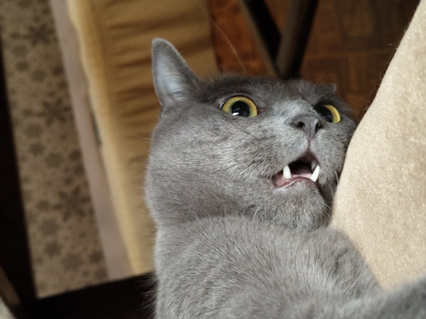 A close-up shot captures a grey cat's face with wide, startled yellow eyes. The cat's mouth is open, revealing two sharp front teeth and its pink gums, giving it a look of surprise or alarm. Its fur is a solid grey, with fine whiskers visible around its muzzle. The background is out of focus, showing hints of a textured surface, possibly a couch or blanket in a soft beige color, and further back, a patterned wallpaper with a light color and darker floral motifs. The lighting appears to be natural, casting soft shadows and highlighting the cat's expressive eyes and teeth. The image is a still shot, with no discernible activity or event other than the cat's apparent emotional reaction. The scene is intimate and focuses entirely on the cat's dramatic facial expression.