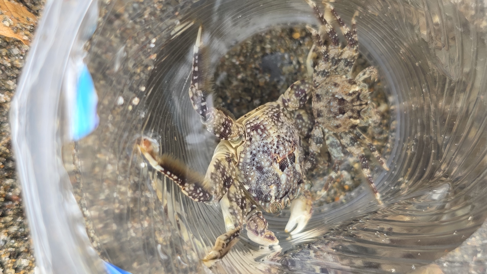 A crab is inside a clear plastic bottle. The background shows dark sand. The setting appears to be outdoors, possibly a beach near Lhokseumawe, Indonesia. A bright blue piece of plastic is visible within the bottle near the crab.