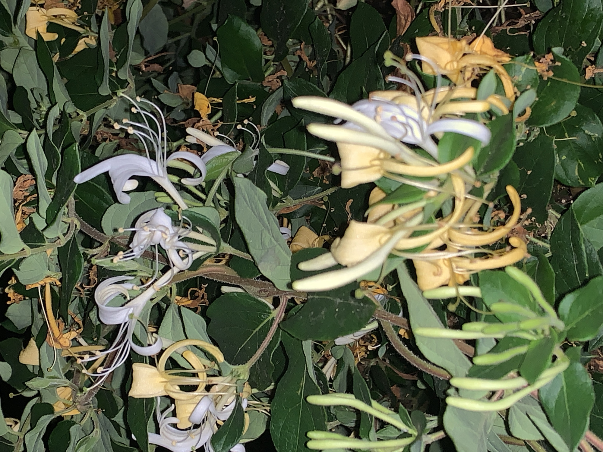 A close-up, medium shot captures a cluster of honeysuckle flowers and buds against a backdrop of dark green leaves. The flowers exhibit a dual coloration, with some being white and others a pale yellow. The white flowers have long, delicate petals that curl outwards, revealing thin, white stamens tipped with small, bulbous anthers. The yellow flowers are also tubular in shape, with similar stamens. In the foreground, a cluster of tightly closed, pale green buds is visible, their elongated, cigar-like shapes pointing upwards. The leaves are broad and ovate, some displaying a slightly waxy sheen, and the stems are thin and woody, with a reddish hue in places. Dried, brown leaves and flower remnants are scattered throughout the foliage, suggesting a late season bloom or the presence of older flowers. The lighting is dim, creating a sense of depth and highlighting the delicate textures of the flowers and leaves. The scene appears to be outdoors, in a natural setting, likely a garden or park.