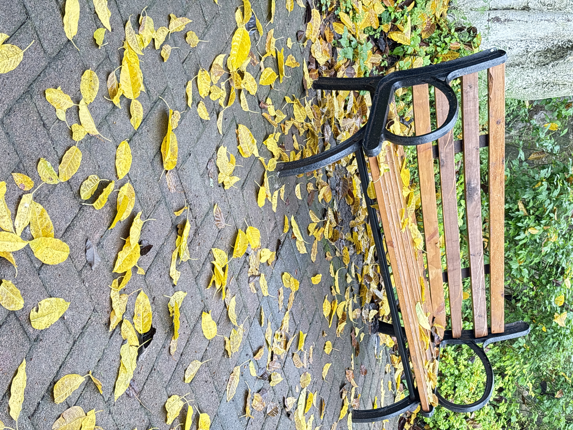 A photograph shows a park bench on a paved walkway covered in fallen yellow leaves. The bench has a black metal frame and wooden slats. The ground is paved with gray bricks. Green foliage is visible behind the bench. The location, Jiangjin, China, cannot be verified from the image.