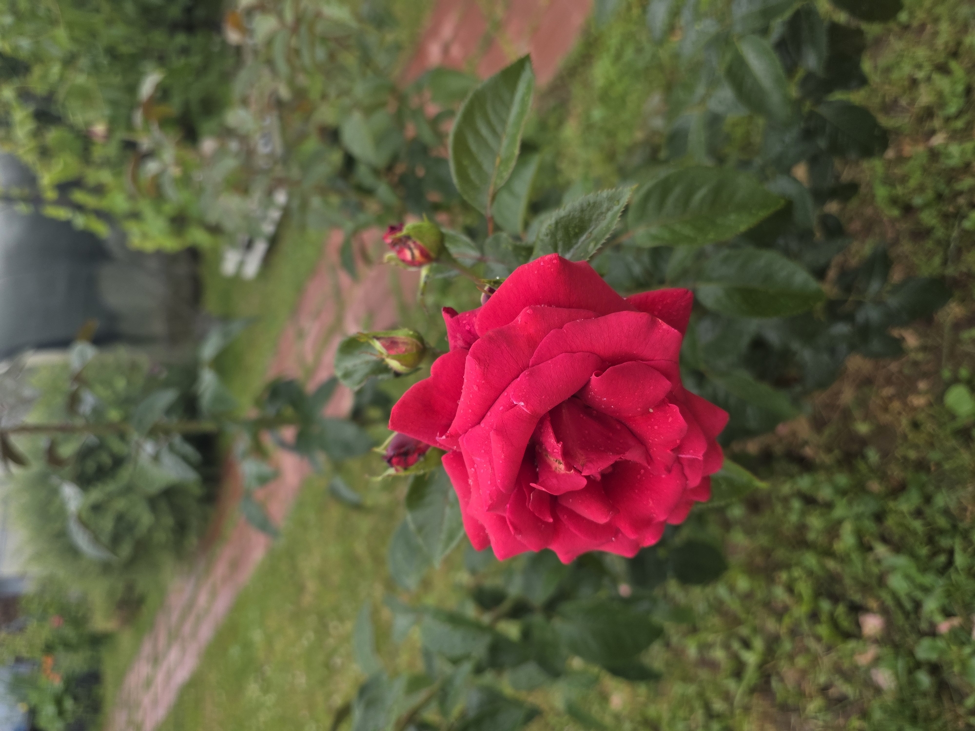 A vibrant red rose, with visible water droplets on its petals, is in sharp focus in the foreground, occupying the center-left of the image. The rose is part of a bush with lush green leaves. Behind the rose, out of focus, is a red brick pathway winding through a green lawn. In the background, more greenery and the indistinct shapes of structures, possibly a greenhouse and a fence, are visible. The scene appears to be a garden in the city of Provodnik, Russia, likely a residential area given the presence of garden elements.