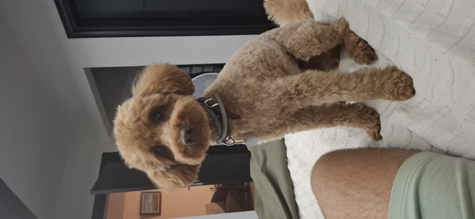 A toy poodle with light brown fur sits on a bed covered with a white, textured comforter. The dog is facing forward, its ears perked up. It is wearing a gray collar with a metallic buckle and a round, light-colored tag. To the left of the dog, a person's leg, covered by light green shorts, is visible. In the background, a partially open door leads to a room with a framed picture on the wall and a piece of furniture. The overall environment suggests an indoor setting, likely a bedroom. The image does not provide information about the city of Pleven, Bulgaria.