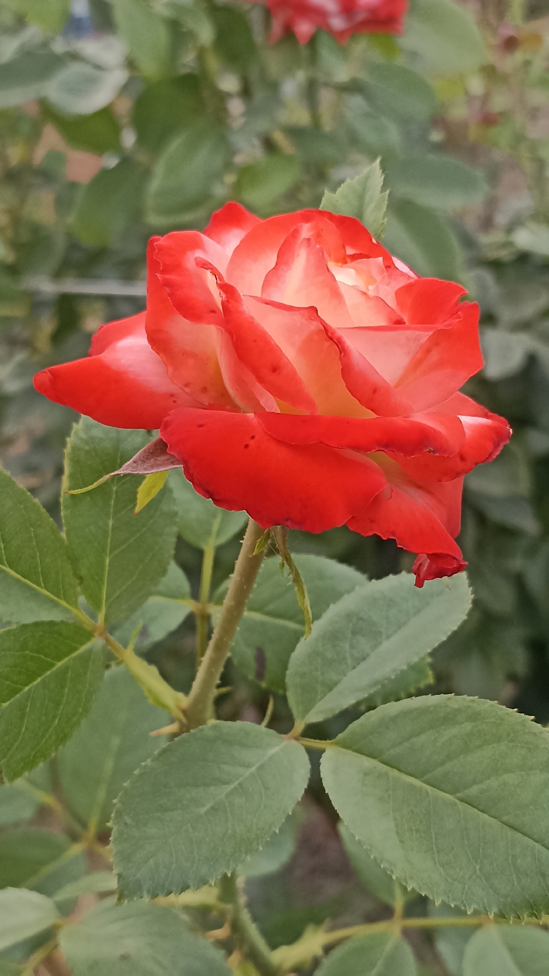 A close-up, vertical, eye-level shot features a bicolor rose in the foreground, with red outer petals fading to a creamy yellow in the center. The rose is attached to a green stem with visible thorns. Several green leaves with serrated edges are present around the stem. The background is softly blurred, showing more greenery and a hint of a light-colored fence. The overall scene suggests a garden setting within Magala, Moldova. There are no people or discernable actions in the image.
