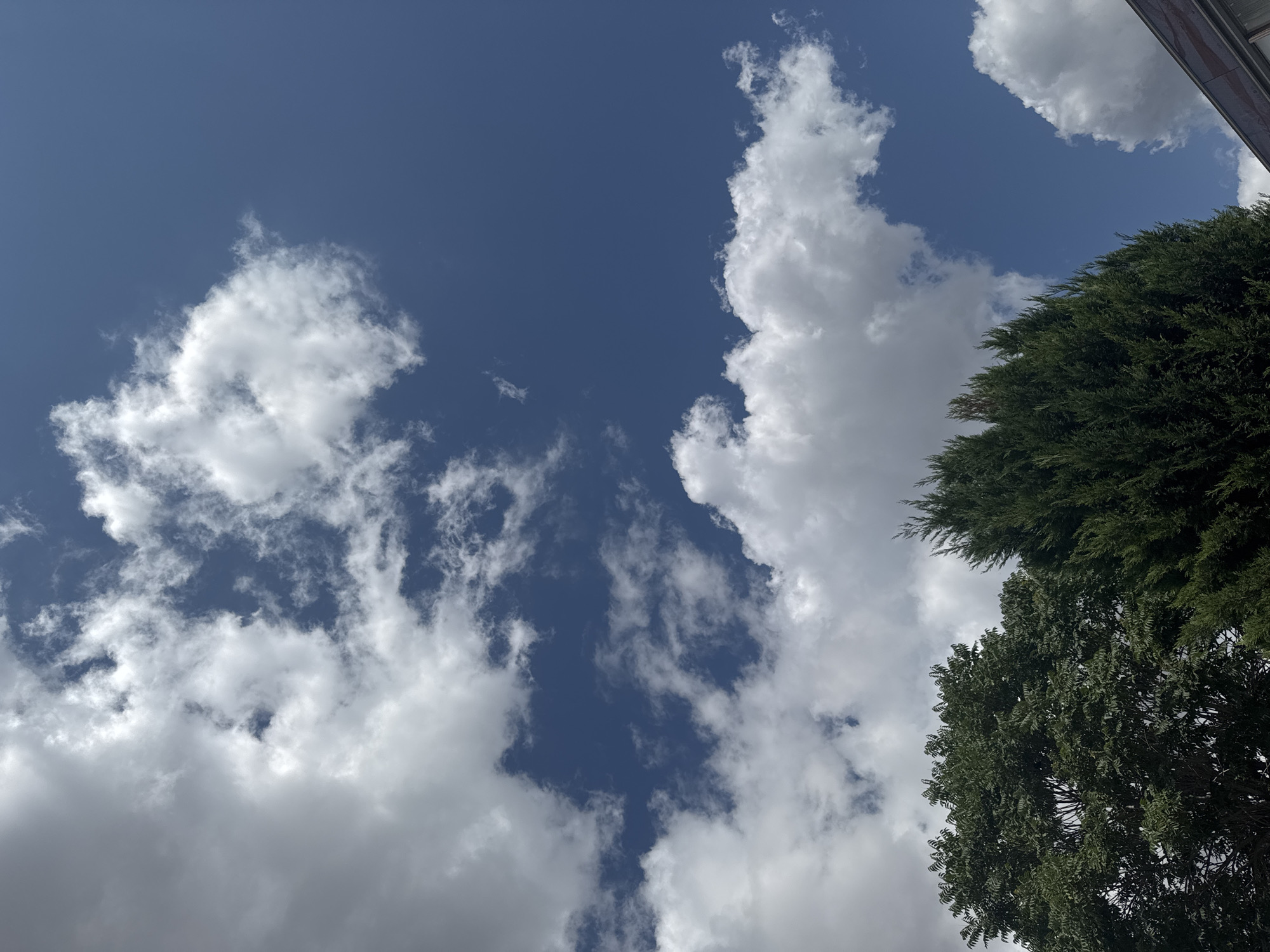 The image shows a view of the sky from below, looking upwards. There are several fluffy white clouds against a bright blue sky. In the lower part of the image, the tops of two trees are visible. The tree on the left appears to be a deciduous tree with dark green foliage, while the tree on the right is a conifer with dark green, needle-like leaves. A small portion of a building's roof is visible in the bottom right corner. The scene appears to be outdoors on a sunny day. The location is specified as Gungoren, Turkey.