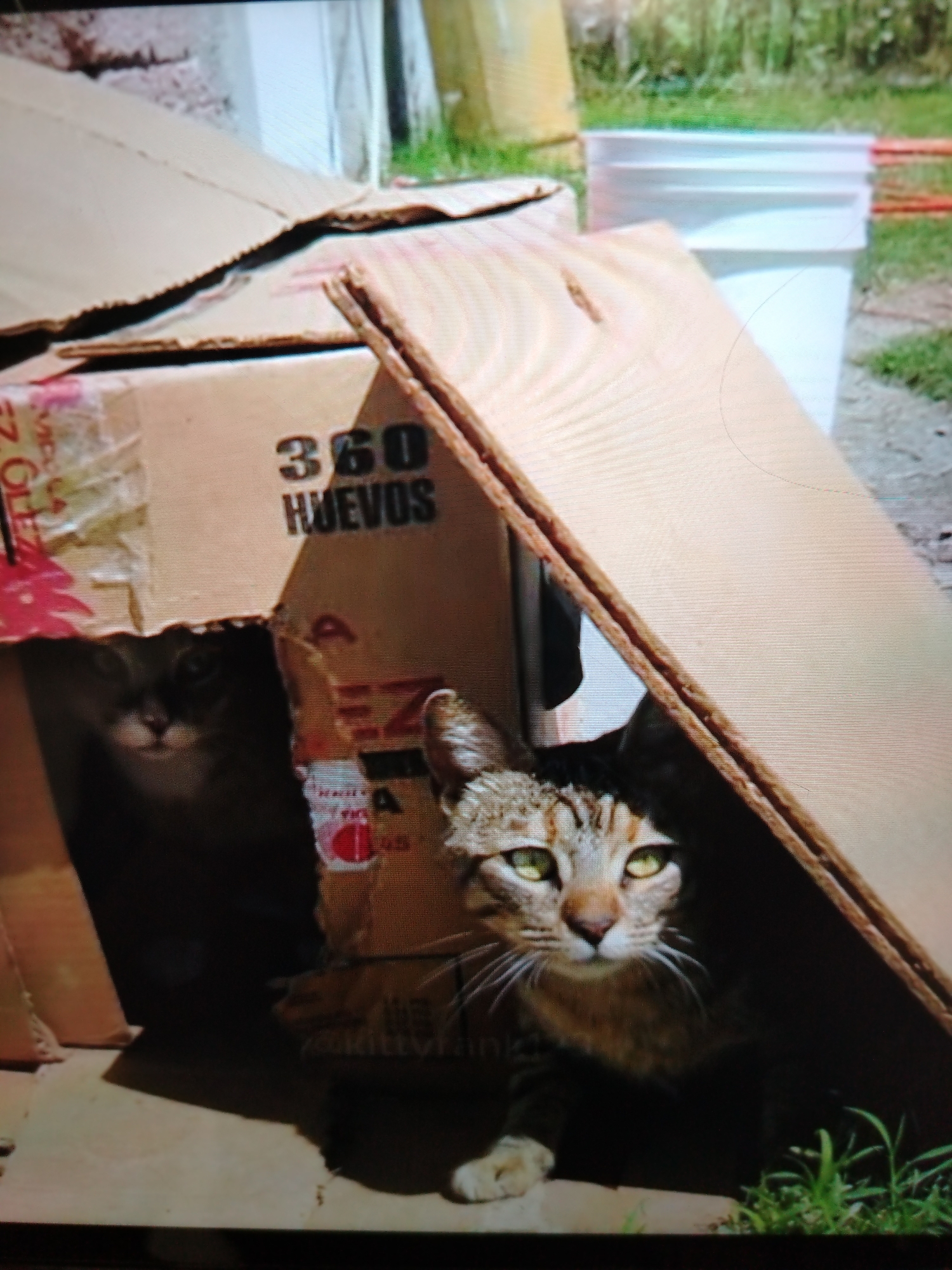 The image shows two cats peeking out from inside cardboard boxes. The box in the foreground has "360 HUEVOS" printed on it, suggesting it was used to transport eggs. The cat in the foreground is a tabby with green eyes, and the cat in the background is darker and less visible. The boxes are outdoors, on a surface that appears to be concrete or dirt, with some grass in the background. The environment appears to be an outdoor storage area or backyard. There are no people visible in the image. The lighting suggests it is daytime. The image does not provide any information about the location in the city of Stavropol, Russia.