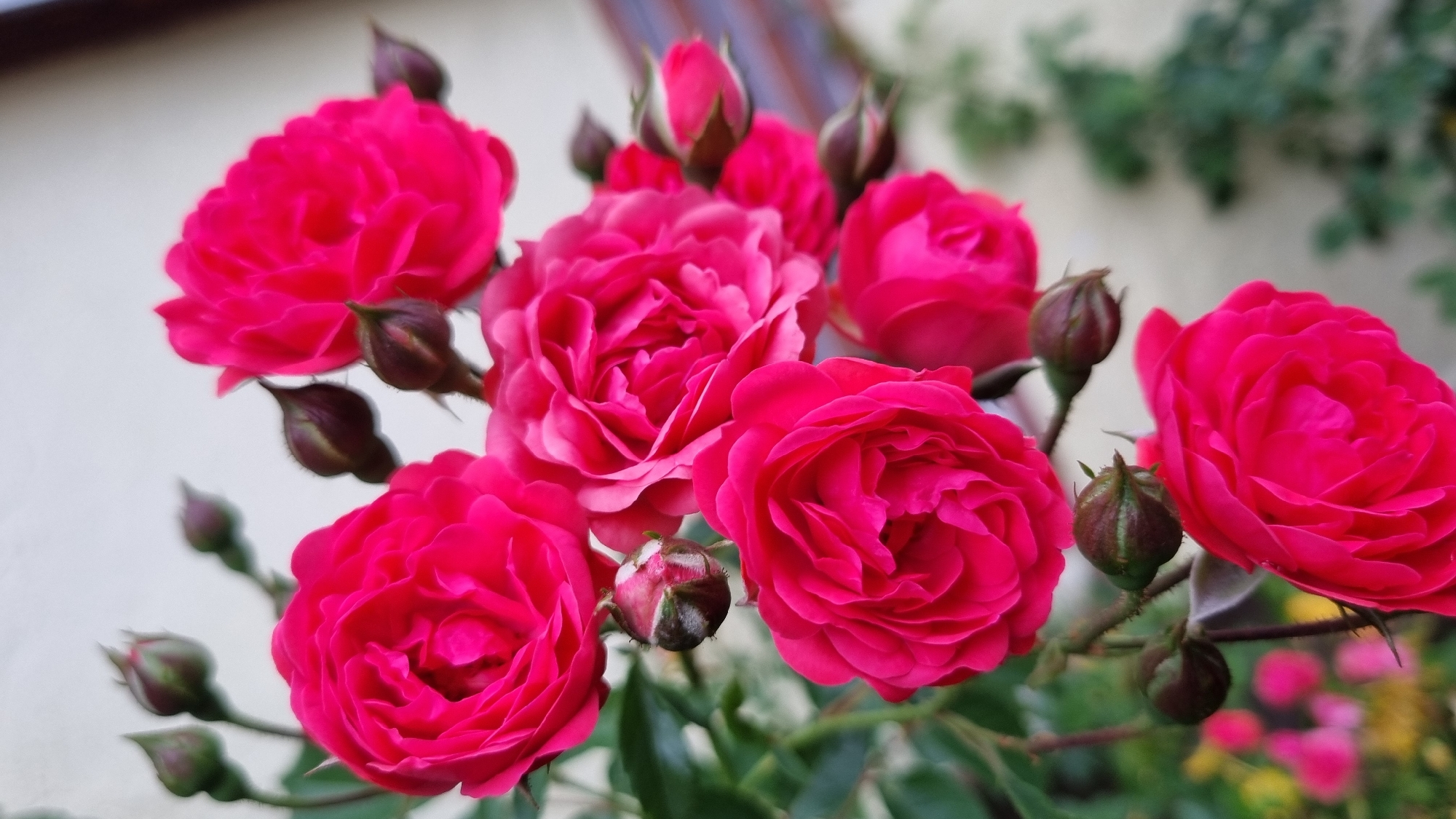 The image is a close-up photograph of a cluster of bright pink roses in full bloom, along with several rosebuds. The roses have many delicate petals and appear to be in a garden setting, with blurred green foliage and a light-colored building in the background. There are no people or animals visible in the image. The lighting suggests it might be daytime, possibly overcast or in shade, given the soft light and lack of harsh shadows. The focus is on the flowers, highlighting their vibrant color and intricate details.