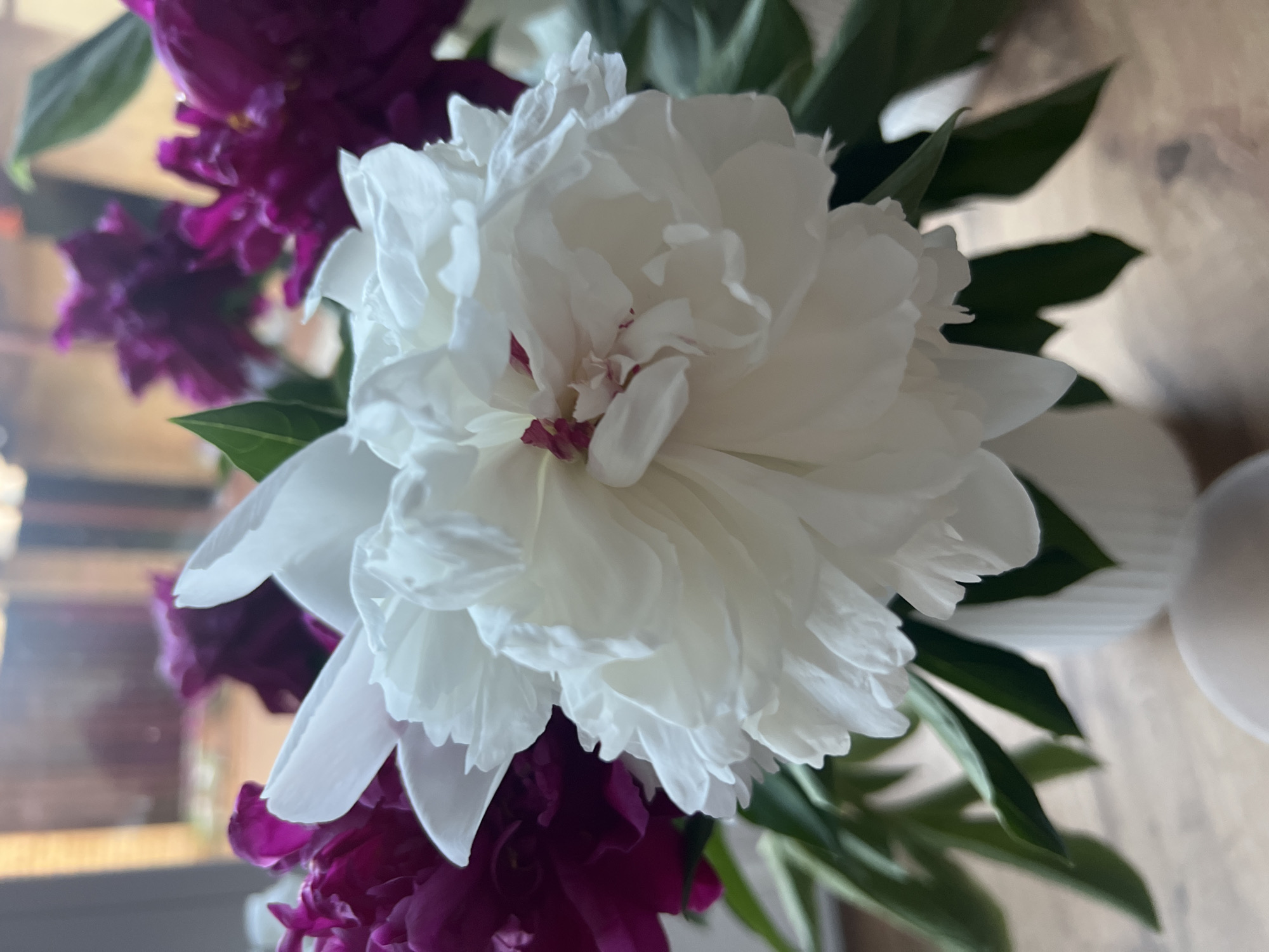 A close-up, vertical, indoor shot focuses on a large, white peony flower in full bloom, positioned in the center of the frame. The peony's many delicate, ruffled petals are a soft white with hints of pink at the very center. Behind and to the left and right of the white peony, partially blurred, are several deep magenta or plum-colored peonies. Lush green leaves of the peonies are visible, some pointing upwards and others towards the lower right. The flowers are arranged in a simple, off-white vase, which is visible at the bottom center of the image. The background is softly blurred, showing what appears to be a window with light streaming through, suggesting an indoor setting. The indistinct shapes in the background could be viewed as interior architectural elements or a slightly out-of-focus outdoor scene. The overall impression is one of natural beauty and floral arrangement, likely captured in a home or a floral shop. There are no people visible in the image. The setting has not been specified as Votkinsk, Russia.