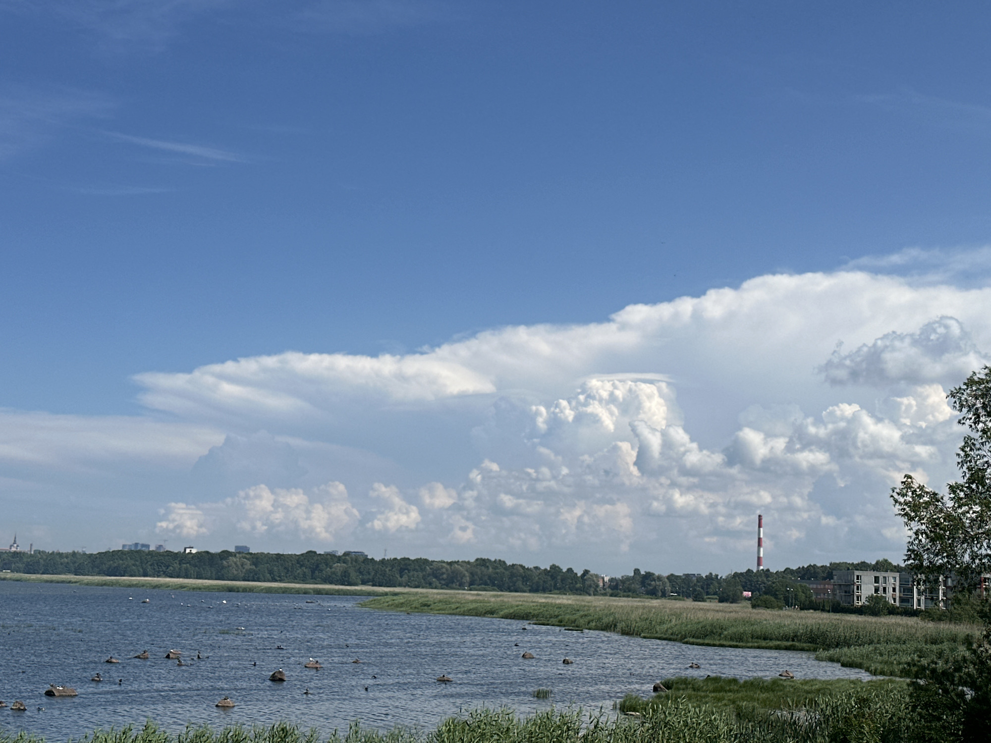 The image depicts a body of water with numerous small rocky islands, some of which are populated by birds. Tall green reeds line the edge of the water. In the background, a dense green forest stretches across the horizon, punctuated by several buildings and a tall, red and white striped chimney. The sky is a vibrant blue, filled with dramatic, large white cumulus clouds. The scene appears to be a natural landscape with some industrial and residential elements visible in the distance. This location is likely the Kalaranna beach area in Tallinn, Estonia, known for its natural beauty and proximity to urban infrastructure.