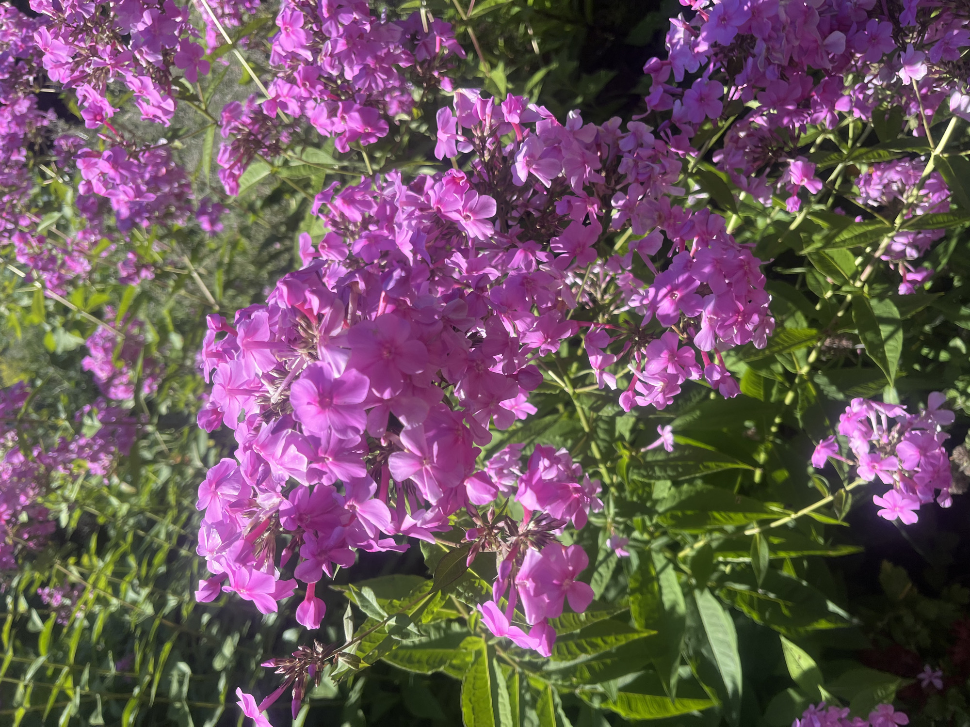 A cluster of vibrant pink phlox flowers dominates the foreground of the image. The flowers are in full bloom, with numerous small, star-shaped petals gathered into dense clusters. Their color ranges from a bright fuchsia to a softer lavender hue. The leaves of the phlox plants are a deep green, some appearing broad and pointed, while others are narrower. In the background, more phlox flowers and foliage create a soft, slightly blurred tapestry of pink and green, suggesting a garden or natural setting. The lighting indicates a sunny day, with dappled sunlight illuminating the petals and casting shadows on the leaves. The scene is likely outdoors, in a location such as the agricultural region of Дунілавіцкі сельскі Савет, Belarus, where such flowering plants are common in gardens and wilder areas. There are no people or animals visible in the image.