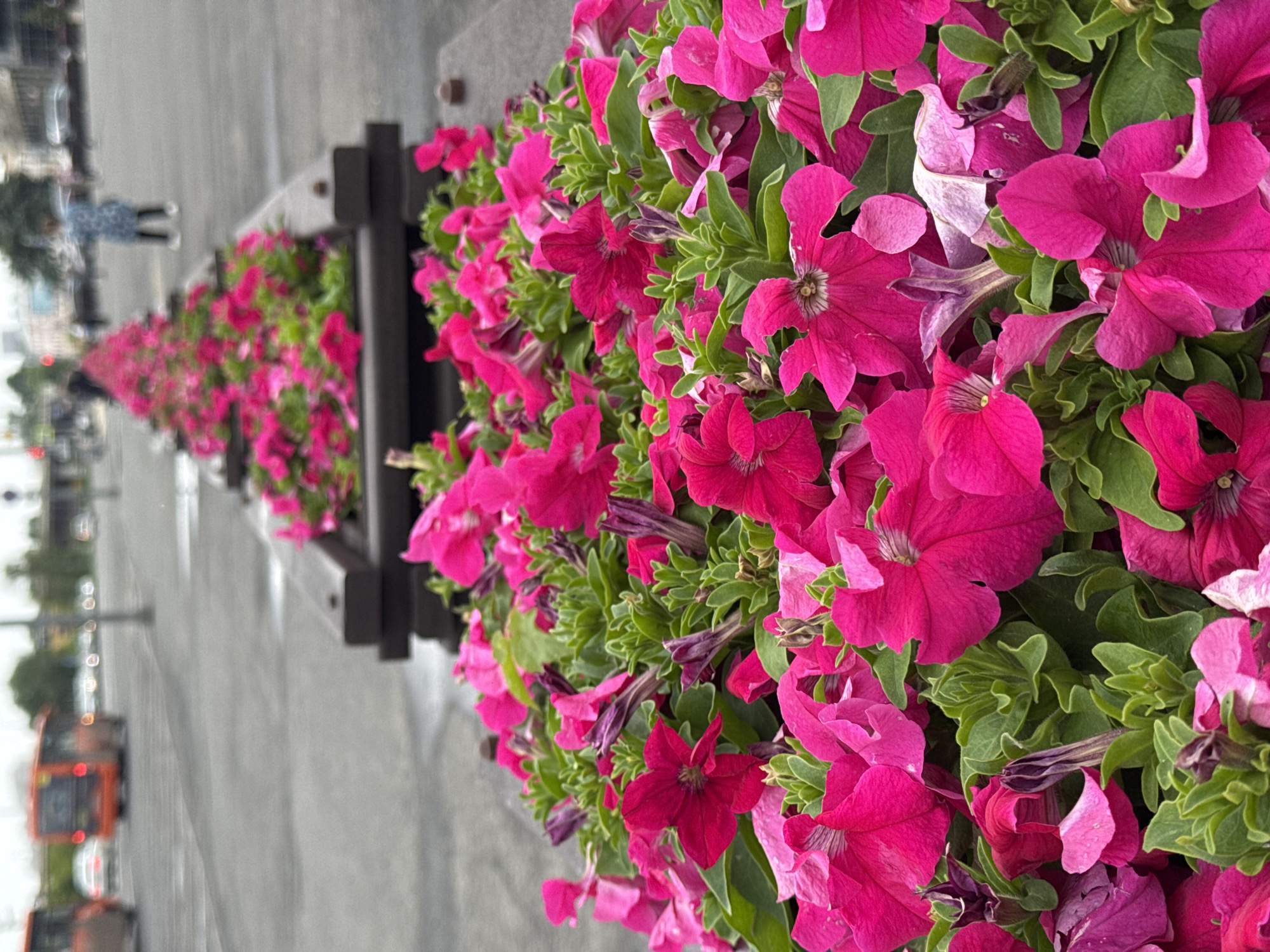 The image shows a close-up view of vibrant pink petunias planted in rectangular, dark-colored planters that are arranged in a row. The planters are elevated slightly off the ground. In the background, a blurred urban scene is visible, suggesting a public space. There are orange buses on a road, and a few people are walking in the distance. The ground appears to be paved, possibly a sidewalk or plaza. The overall impression is of a well-maintained public garden area within a city environment. The specific location is the Nizhny Novgorod Railway Station area.