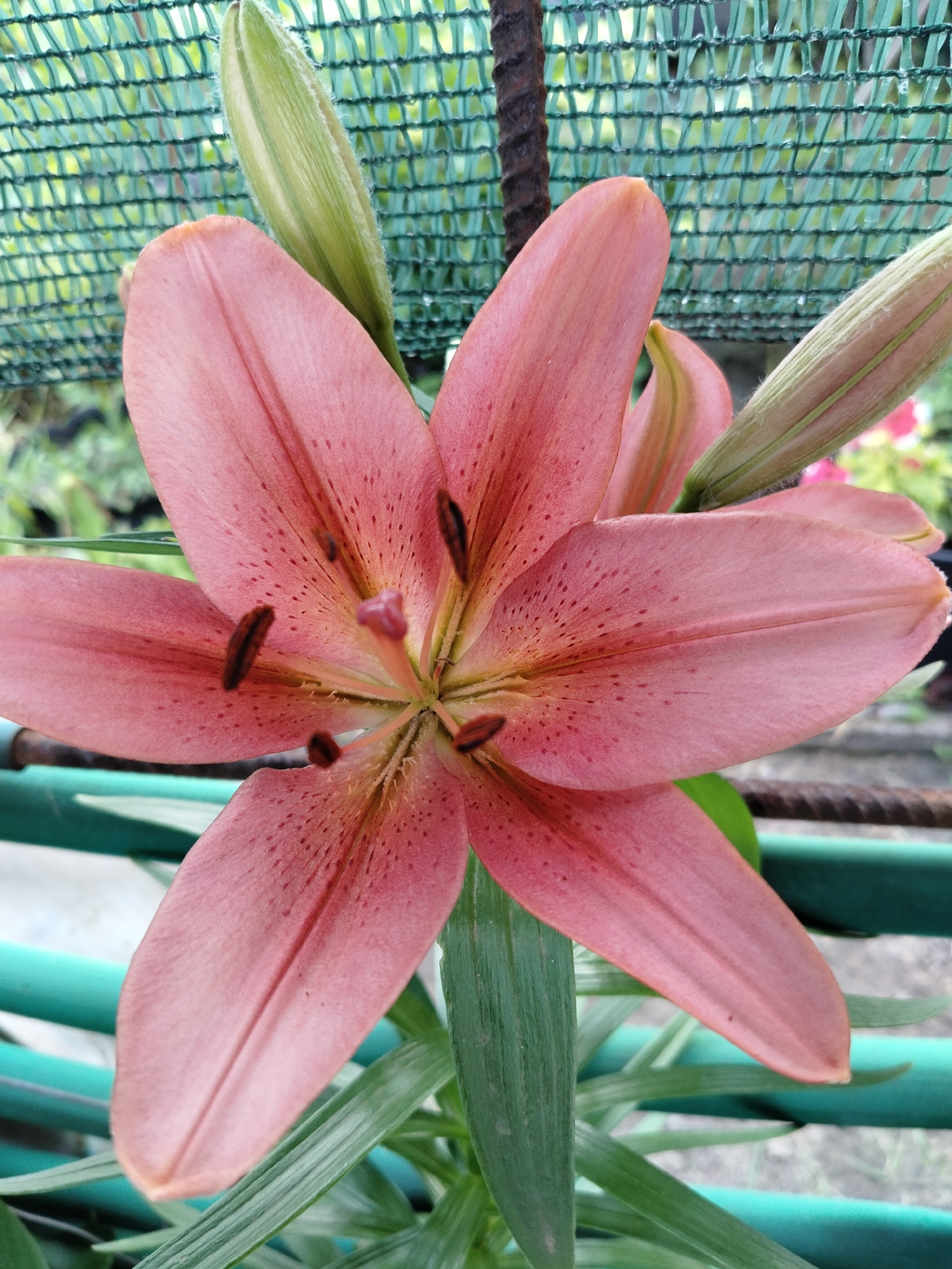 A close-up shot captures a vibrant pink lily with dark speckles on its petals. The flower is in full bloom, revealing its stamens and pistil at the center. Several lily buds, still closed, are visible around the main flower, with two prominent ones flanking it. The lily is positioned in front of a green mesh fence, with a rough, dark vertical pole to its left. Below the flower, green leaves are abundant, and a teal-colored railing is visible. The background is blurred, suggesting a garden setting. The image does not contain any people or visible evidence of specific actions or interactions. The setting is a garden in Shchastia, Ukraine.