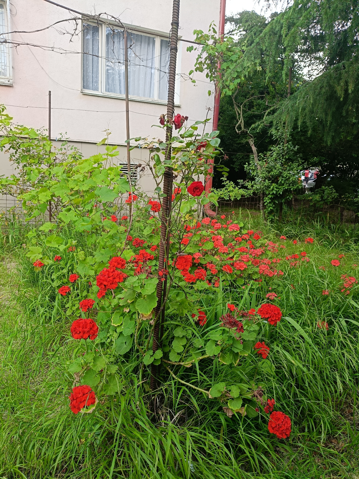 The image depicts a lush garden scene with a focus on vibrant red geraniums and green foliage. The flowers are blooming profusely, creating a dense carpet of color that contrasts with the tall, wild grass surrounding them. A rusty metal pole stands vertically in the center of the frame, acting as a support for a climbing vine that winds its way upwards. Behind the flowers and greenery, a light pink building with a window is visible. The window has white curtains drawn, obscuring the interior. To the right of the building, a tall evergreen tree with drooping branches provides a backdrop, hinting at a park or a natural setting adjacent to the residential area. In the distance, through a gap in the foliage, a few cars and people can be seen, suggesting a populated area. The overall impression is one of natural abundance and a slightly overgrown, untamed garden. The lighting suggests it is daytime, possibly overcast, as there are no strong shadows. The presence of the building and cars implies an urban or suburban setting.