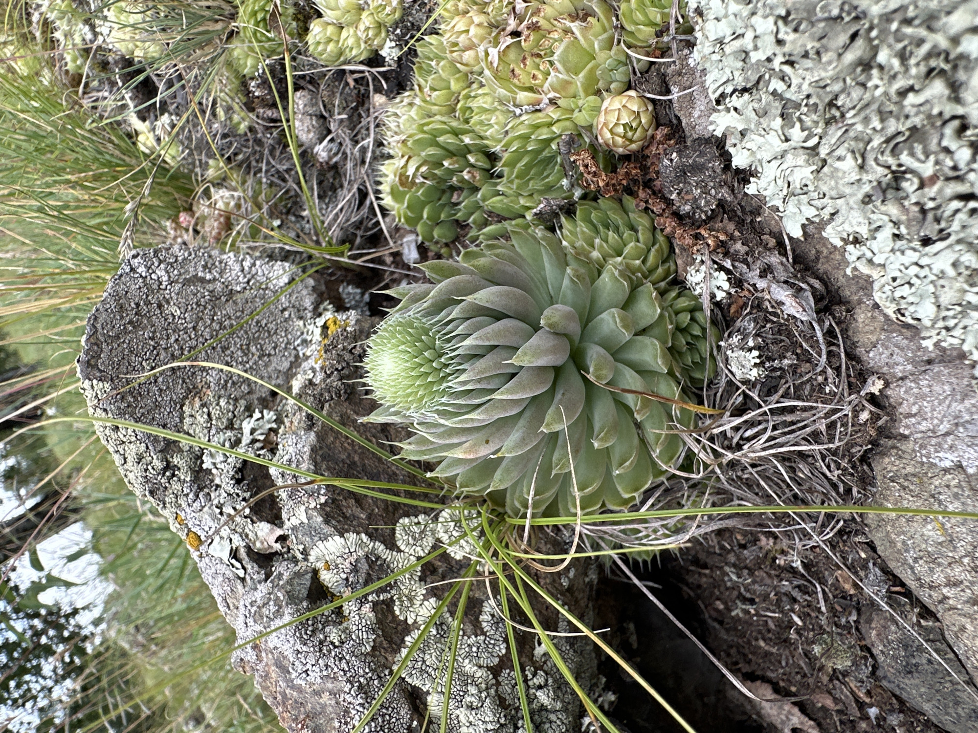 In an outdoor natural environment, a close-up shot focuses on a cluster of succulents growing amongst rocks and dry grass. A large, rough-textured rock with patches of lichen occupies the left and bottom portions of the frame. To the right of the rock, several green succulents are visible. One prominent succulent in the center is light green with tightly packed, pointed leaves forming a cone shape. Smaller rosettes of succulents in various shades of green and yellow are clustered around it. Thin blades of dry grass and some green blades of grass are scattered throughout the scene. The background is blurred, showing more greenery and hints of trees. The lighting suggests it is daytime, possibly overcast.