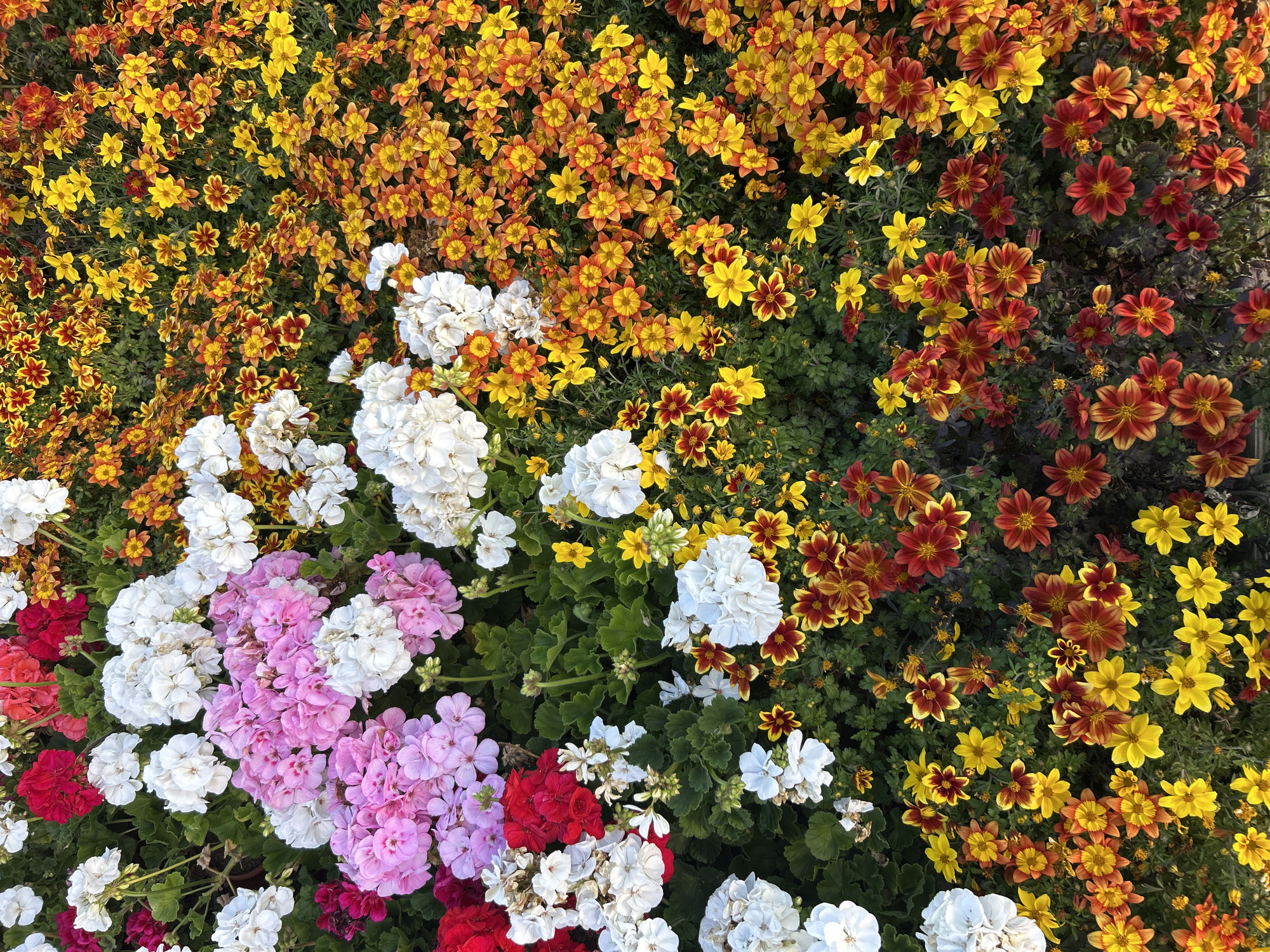 The image presents a high-angle view of a flower bed filled with a diverse array of blossoms in Câmara de Lobos, Portugal.
The upper portion of the image shows a dense carpet of small, daisy-like flowers in shades of yellow, orange, and red, creating a textured, multi-toned effect. Towards the lower left corner, there is a cluster of larger, more rounded flowers in shades of white, pink, and red. These appear to be geraniums or a similar type of flowering plant. Green foliage is visible throughout the image, providing a backdrop for the blooms. The overall scene suggests a well-maintained, vibrant garden.