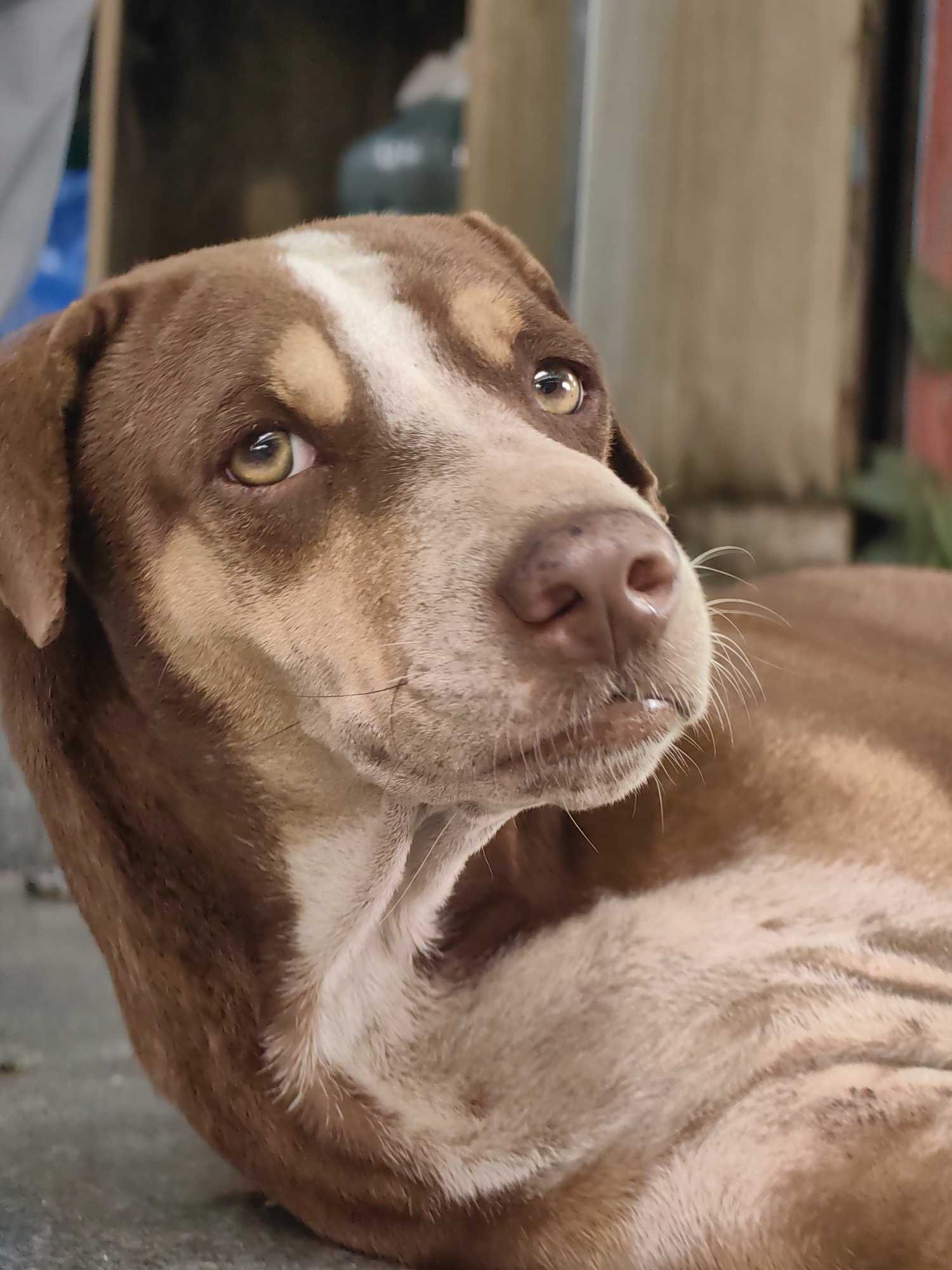 A medium shot shows a medium-sized brown dog with a white blaze on its forehead. The dog is lying down on a concrete surface, with its head turned towards the camera and its eyes looking upward. The dog's fur is short and appears to be slightly matted in some areas. The background is out of focus and appears to be an outdoor urban environment with some indistinct structures and foliage. There are no people or other animals visible in the frame. The lighting suggests it is daytime. The image does not contain any specific details that would indicate its location in Mumbai, India.