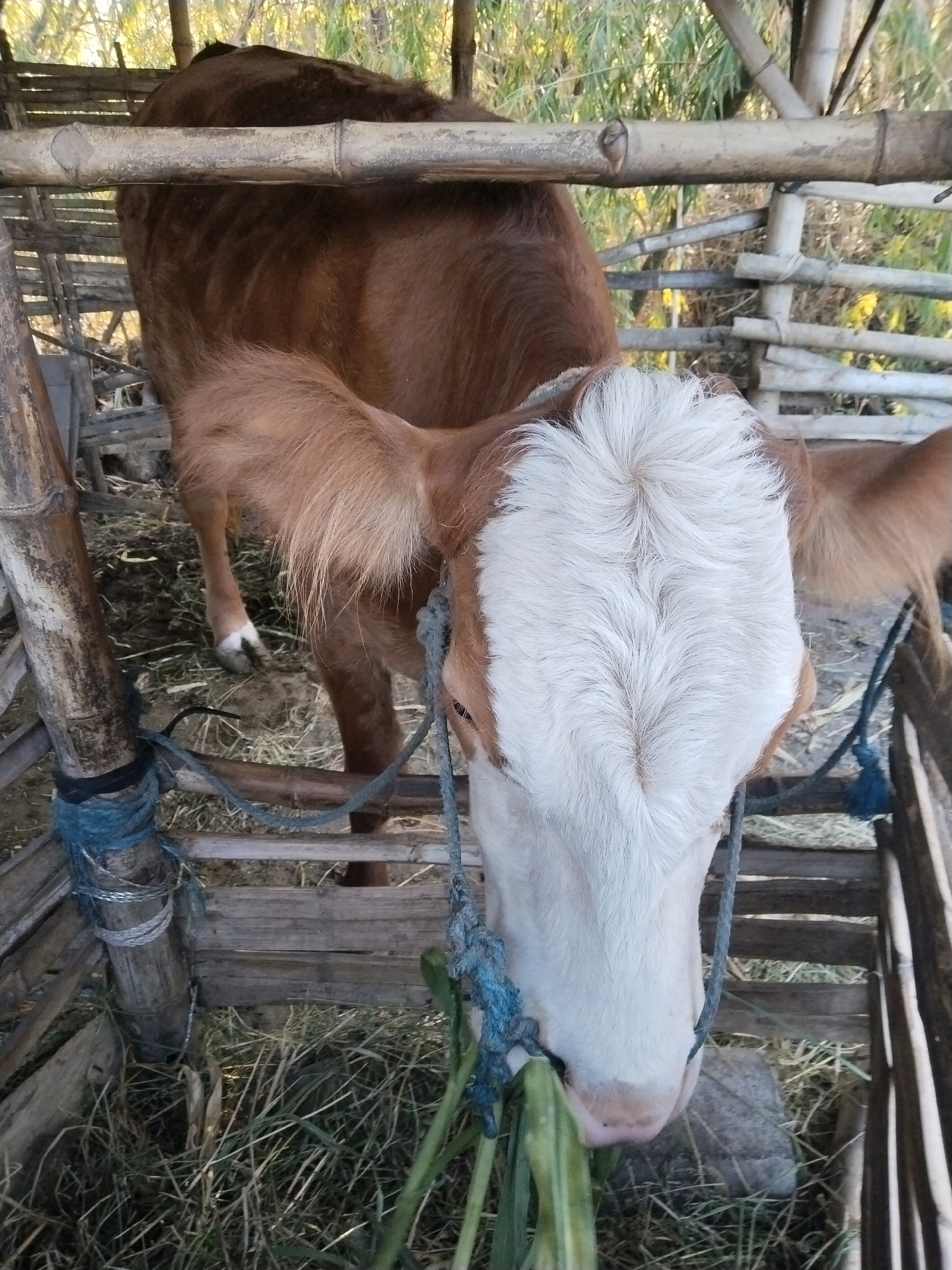 A brown and white cow is depicted in a vertical, close-up shot within a bamboo enclosure in Kuripansari, Indonesia. The cow is facing downwards and to the right, eating green foliage. Its head is predominantly white with brown markings around the eyes and ears. The enclosure is constructed from bamboo poles and slats, with dry grass covering the ground. Blue ropes are visible, tethering the cow and reinforcing the enclosure. The background shows more bamboo structures and vegetation, suggesting an outdoor, rural setting.