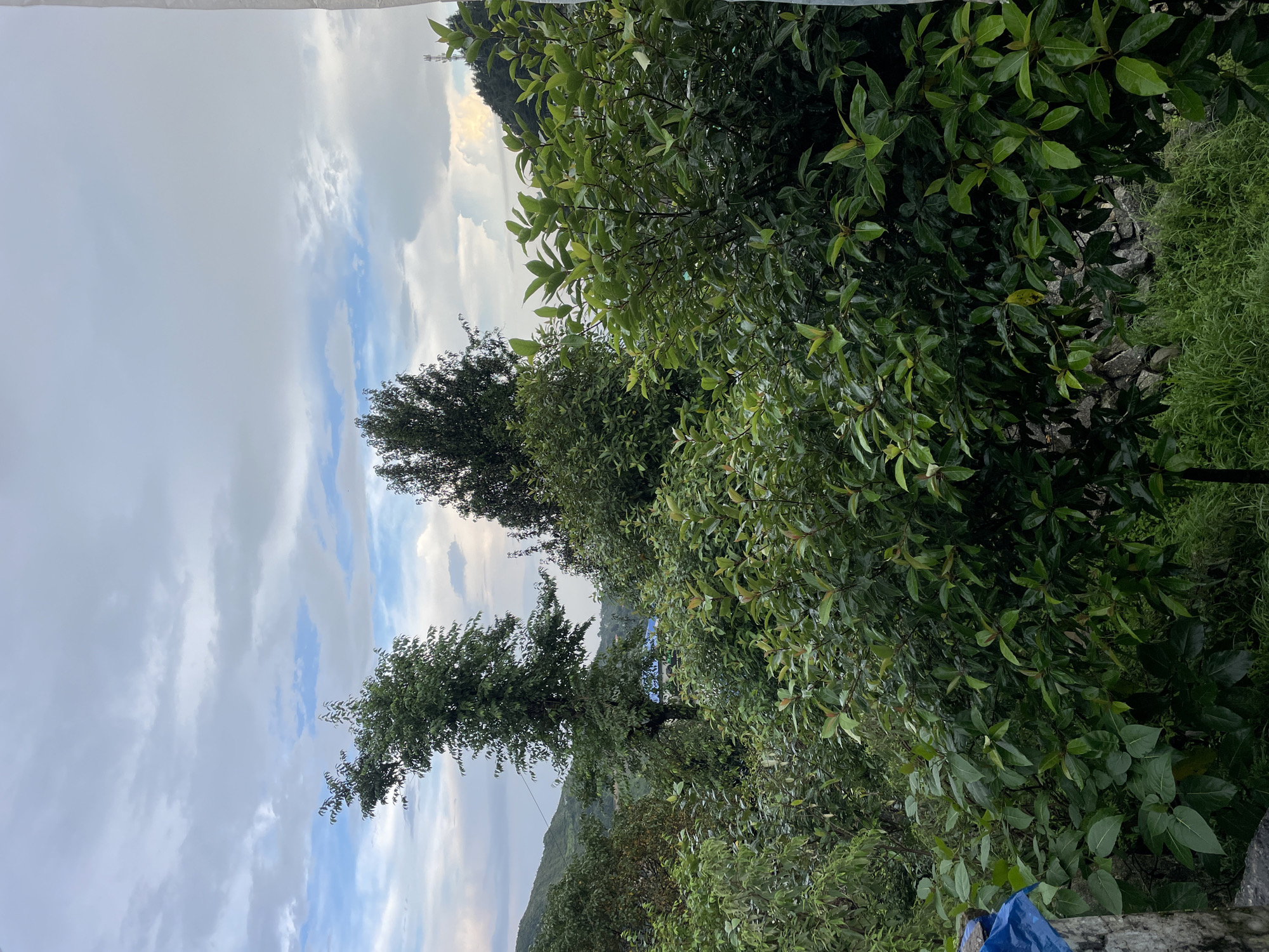This is a horizontal, medium-shot photograph of a dense green foliage scene with a cloudy sky in the background. The foreground is dominated by lush green leaves and branches of various trees and shrubs, obscuring much of the view. A grey stone wall, partially covered by a blue tarp on the left side, is visible at the lower left corner. Behind the dense greenery, a tall, slender tree with sparse leaves stands prominently in the middle ground. Further back, a wider, darker green tree is visible. In the distance, rolling hills covered in vegetation are present, and a glimpse of a blue-roofed building can be seen through a gap in the trees. The sky is filled with a mix of grey and white clouds, with hints of blue sky peeking through, suggesting an overcast or cloudy day. The overall impression is one of abundant natural growth in a hilly, possibly rural or semi-rural setting. The location is identified as Bhagsu, India.