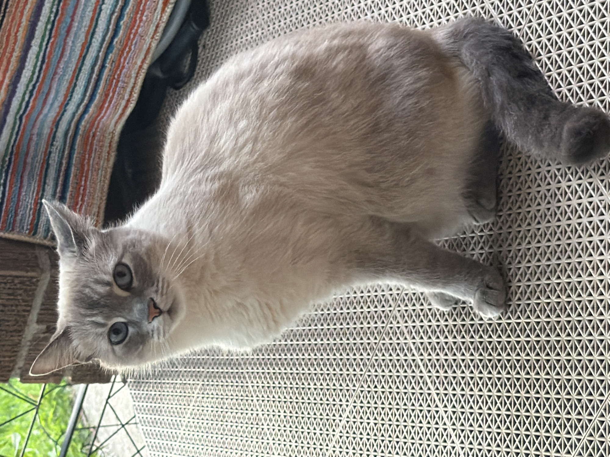 A Siamese cat with blue eyes and grey-tipped ears sits on a grey, textured mat. The cat is looking towards the camera. In the background, a brick wall and a colorful striped rug are visible. The scene appears to be outdoors, possibly on a porch or patio. No specific location in Pittsburgh, United States of America, can be determined from the image.
