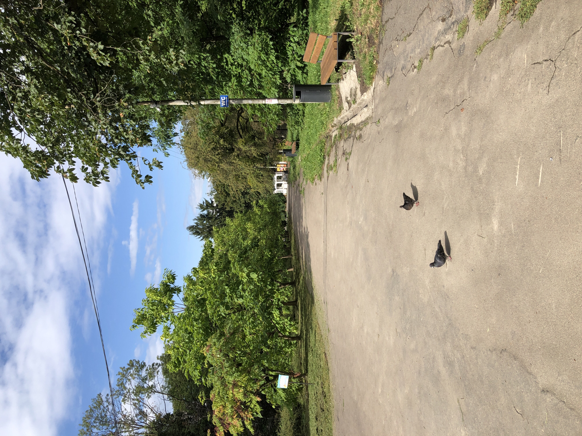The image depicts a paved pathway in a park with lush green trees lining both sides. The pathway is a light brown color and shows some signs of wear and tear, with cracks and patches visible. In the foreground, two pigeons are pecking at the ground. To the right of the pathway, there is a wooden bench and a dark grey trash can. A lamppost with a blue sign indicating "WC" is also present. In the background, there are more trees and a white structure that appears to be a small building or kiosk. The sky is blue with scattered white clouds. The scene suggests a pleasant day in a public park, likely in Lviv, Ukraine, given the presence of trees, benches, and a pathway typical of urban green spaces.
