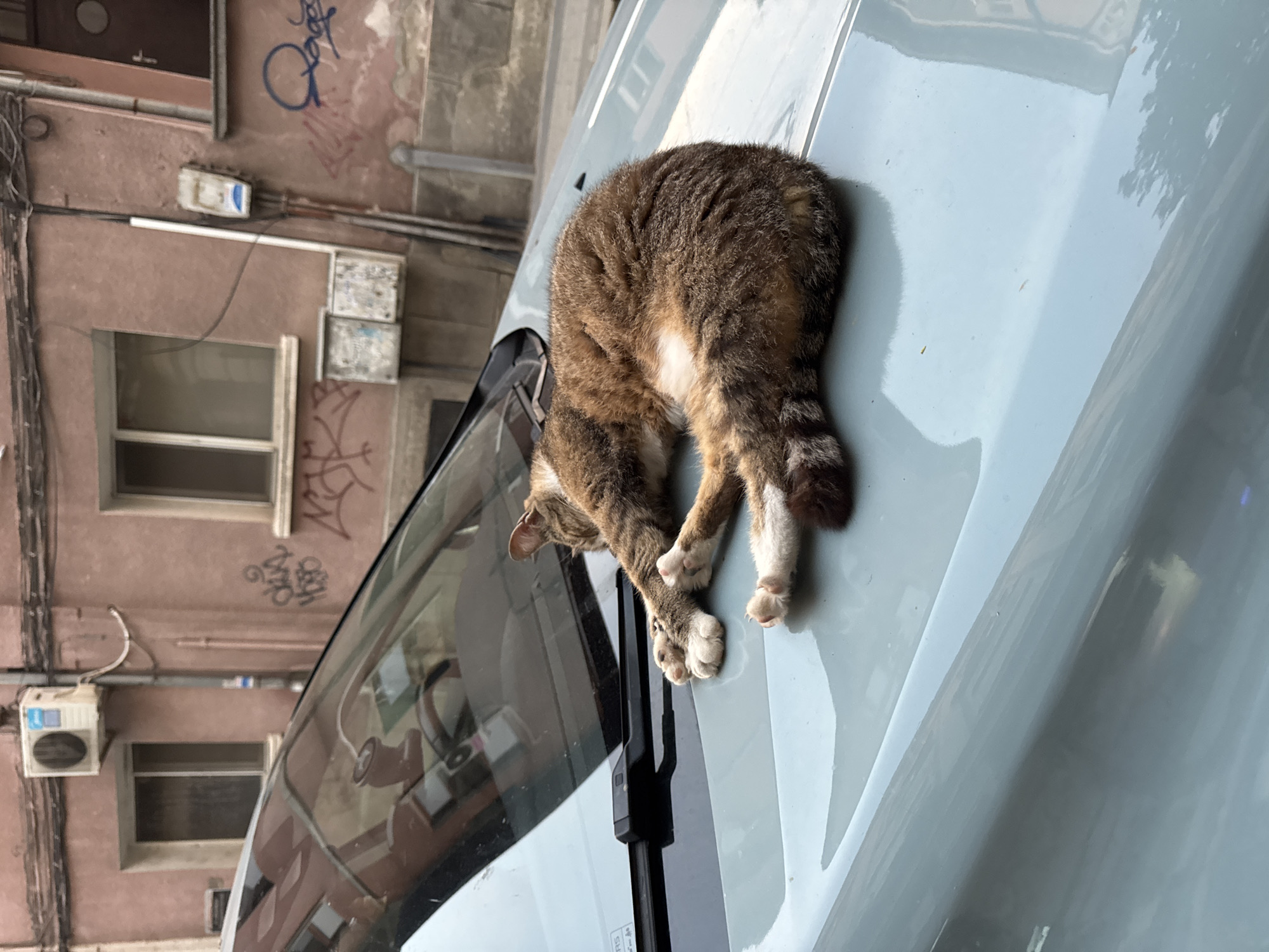 A tabby cat is sleeping on the hood of a light blue car. The cat is curled up and appears to be comfortable. The car is parked in front of a building with pink walls and several windows. There is graffiti on the building walls. The scene appears to be in an urban environment.