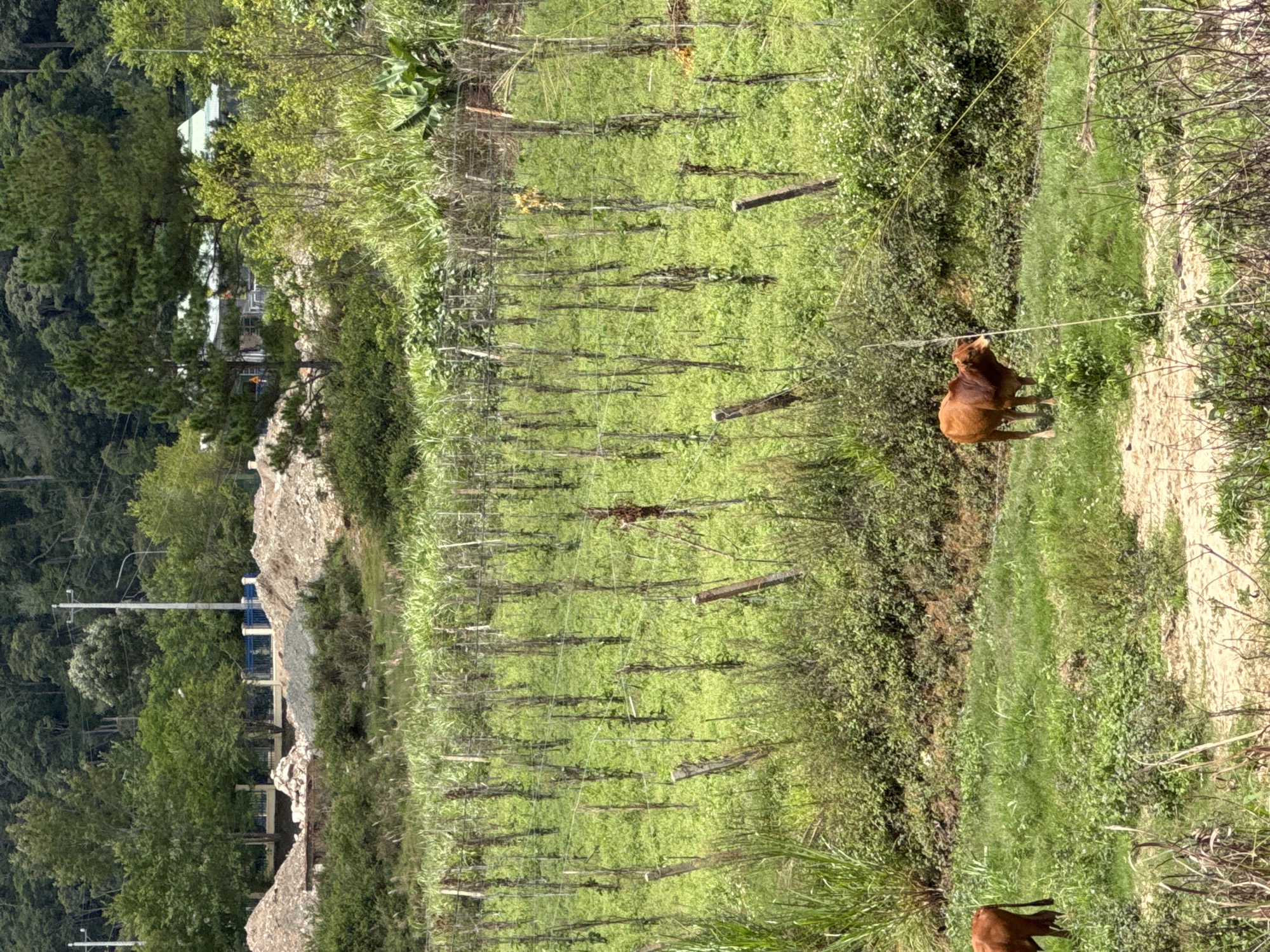 The image depicts a rural landscape in Klong Klanh, Vietnam, featuring a cultivated field with rows of wooden stakes supporting low-growing plants, likely for a crop such as beans or a vine. The field is overgrown with green vegetation. In the foreground, a brown cow is standing in a grassy area, and another cow is partially visible to the left. The background shows a dense forest on a hillside, with scattered construction materials and buildings, including a structure with a light-colored roof and orange figures in the distance. Power lines and poles are also visible. The overall scene suggests an agricultural area undergoing development or expansion, with a blend of natural scenery and human activity.