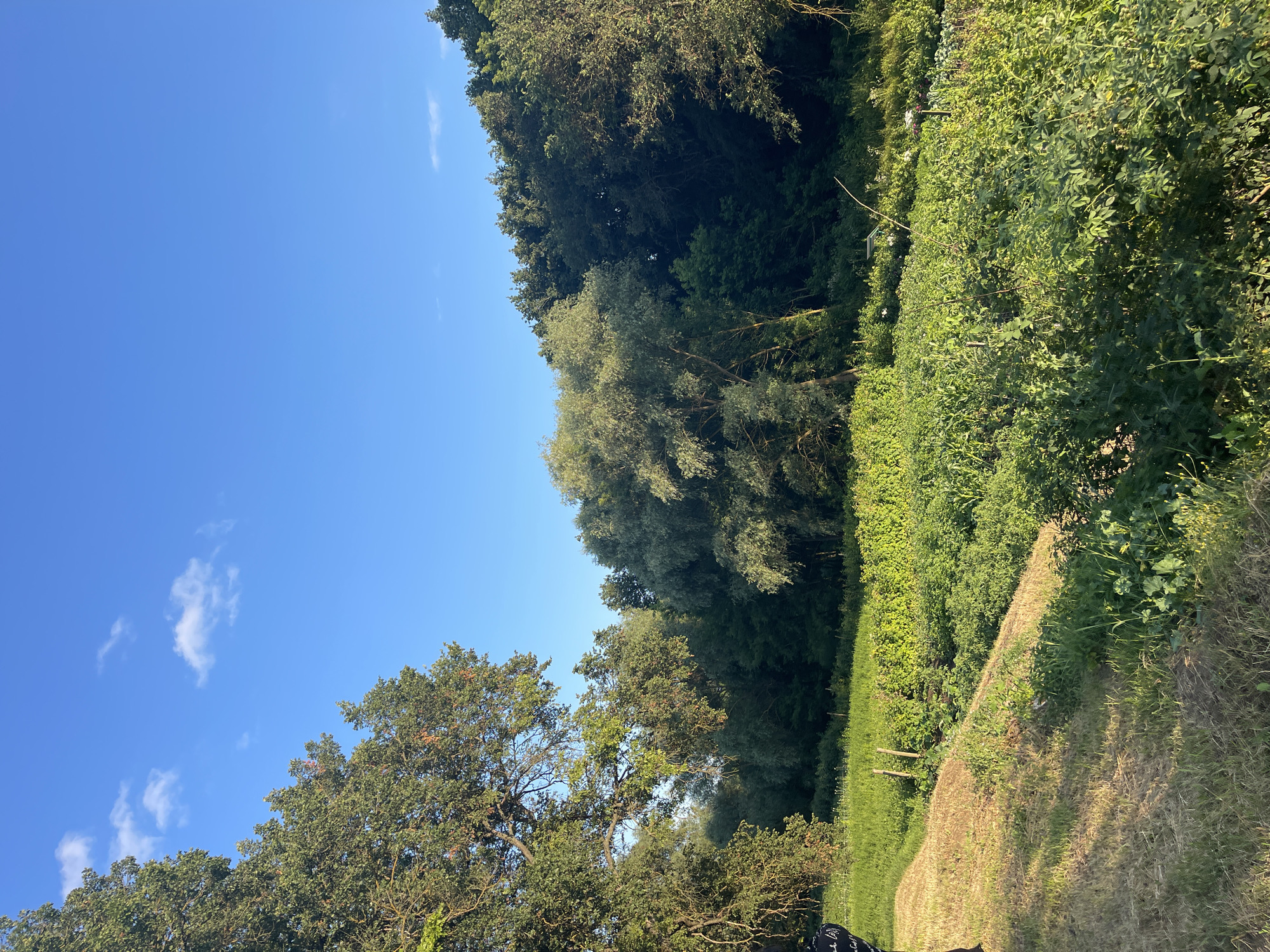The image depicts a rural landscape in the city of Krasnokutsk, Ukraine, under a clear blue sky with scattered white clouds. A large tree with dense green foliage dominates the left side of the frame, its branches reaching towards the sky. In the foreground, a patch of dry, yellowish grass slopes down, transitioning into a vibrant green field filled with various plants and crops. The field extends into the distance, bordered by a dense line of trees forming a dark green backdrop. Two wooden posts are visible in the field, suggesting a boundary or support structure. The scene is bathed in the warm light of what appears to be either sunrise or sunset. There are no people or animals visible in the image.