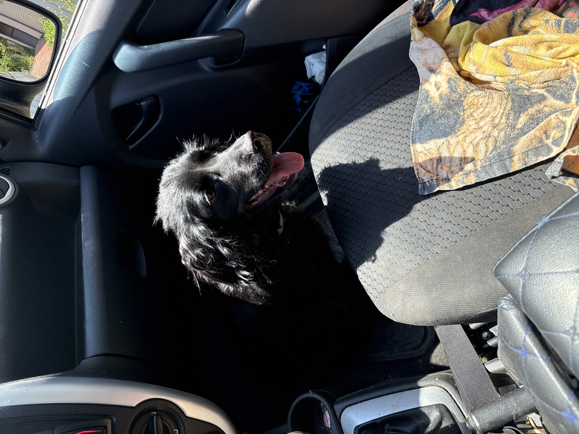 A black dog is sitting in the passenger seat of a car. The dog is looking out the window and its tongue is hanging out. A colorful towel is draped over the dog's seat. The car appears to be parked on a street in Samara, Russia, as evidenced by the architecture visible through the car window.