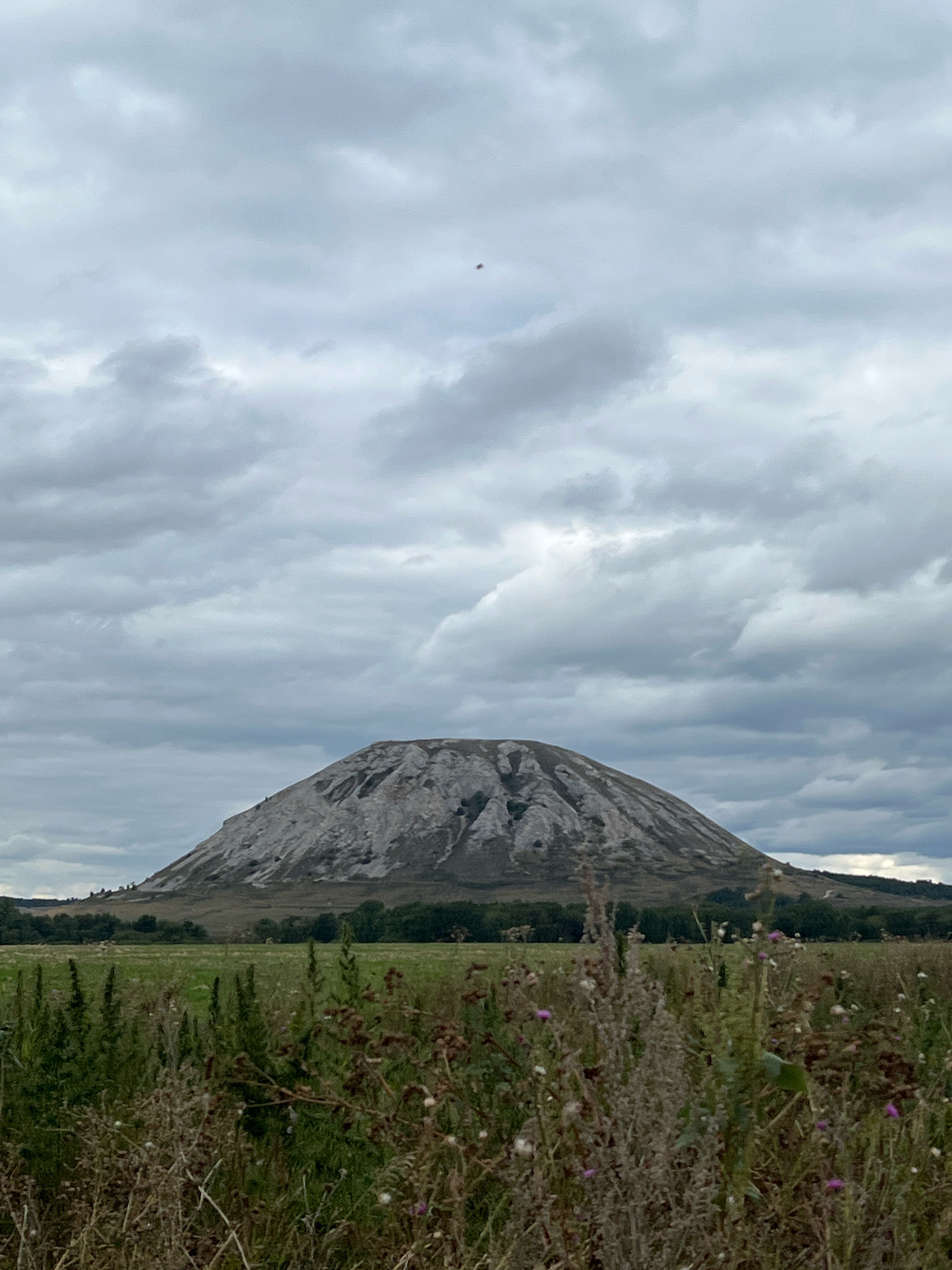 An overcast sky looms above a large, light-colored, conical mountain, likely a chalk mountain, in the distance. The mountain has a rugged surface with visible gullies and ridges. In front of the mountain, a line of dark green trees forms a backdrop. A field of green grass stretches out in the mid-ground, dotted with various plants, some of which are dried and brown, while others have small purple and white flowers. In the foreground, the focus is on these plants and grasses, with a few thistles clearly visible. The overall impression is a rural landscape under a cloudy sky. The location of the image is the natural landmark of Shakhtau, near the village of Urman-Bishkadak, Russia.