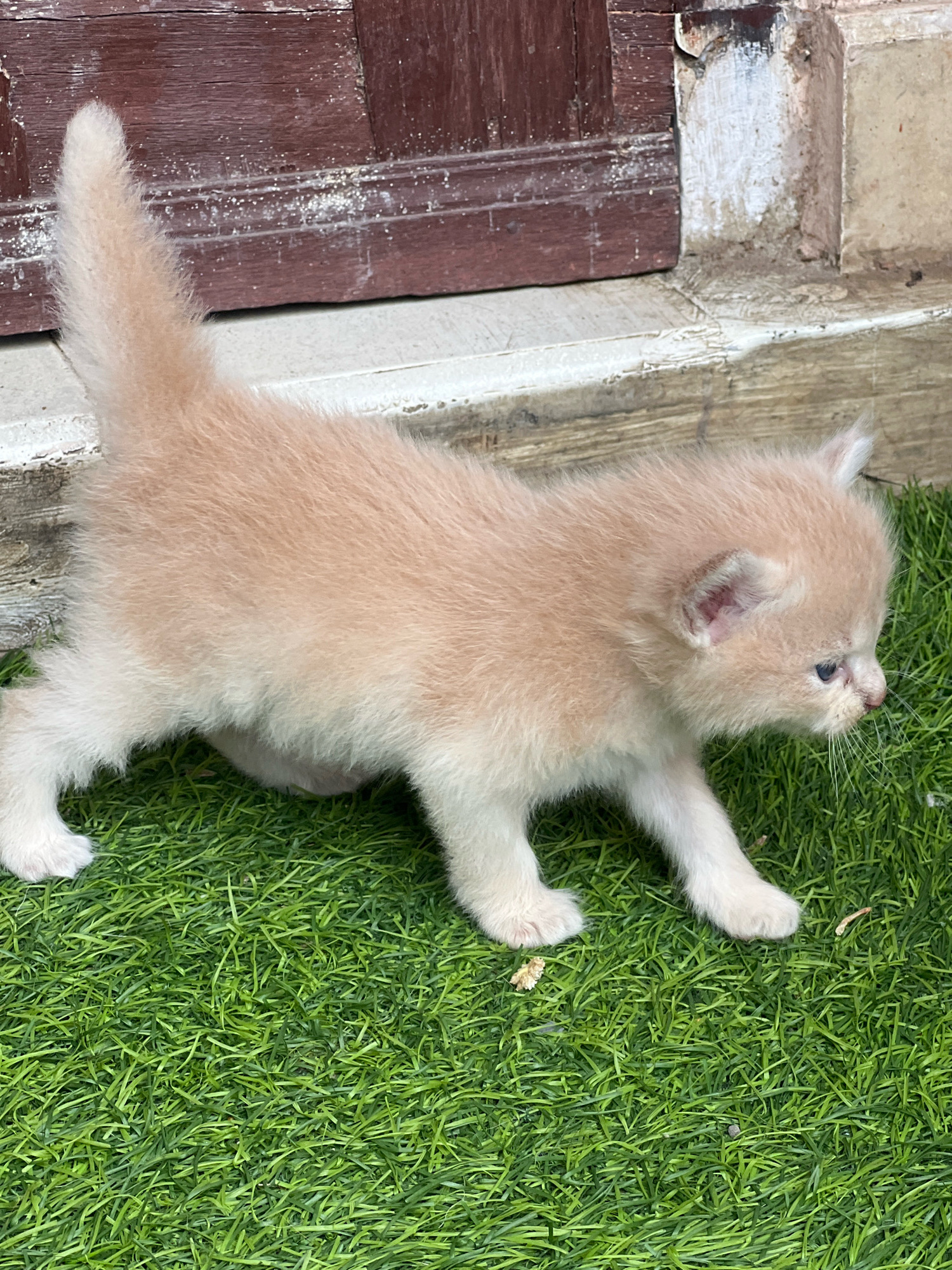 A fluffy, light brown kitten with white paws and tail stands on artificial green grass. The kitten is facing right, with its head turned slightly towards the camera. In the background, a weathered wooden door with a dark brown stain is visible, along with a concrete step and a white painted wall. The scene appears to be outdoors, possibly in a residential area of Denpasar, Indonesia.