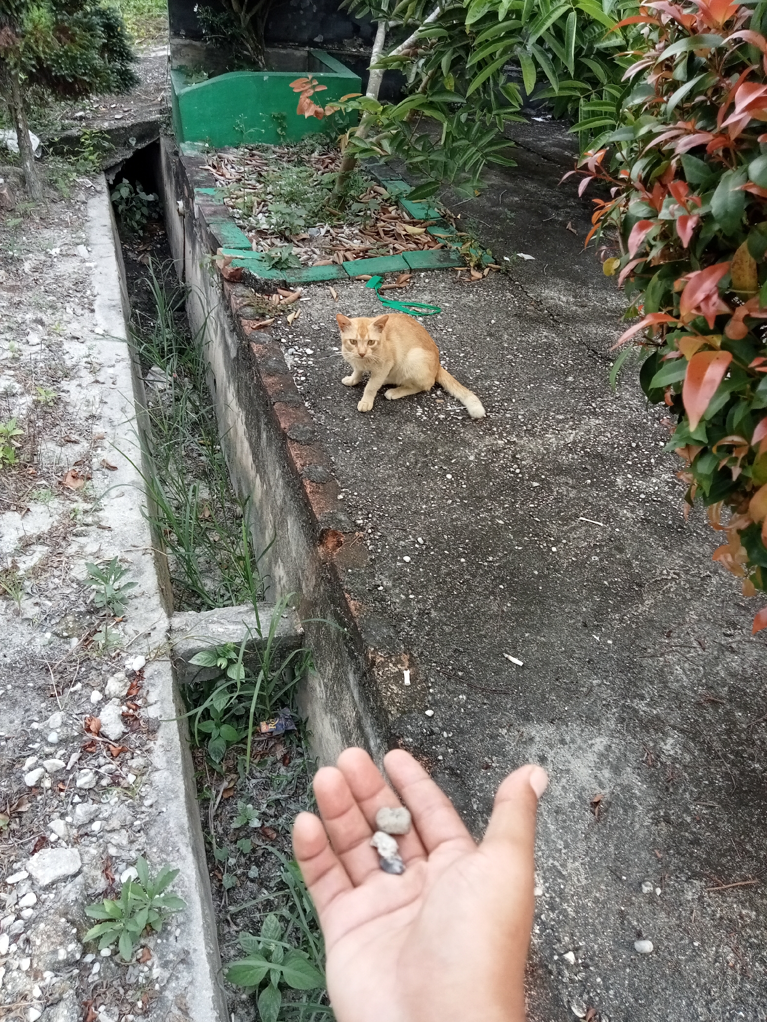 An orange cat sits on a concrete pathway near a drainage ditch in Kualu, Indonesia. The cat is looking at the camera with its mouth slightly open. In the foreground, a person's hand is holding a few small stones. The pathway is lined with a low green wall and surrounded by foliage.